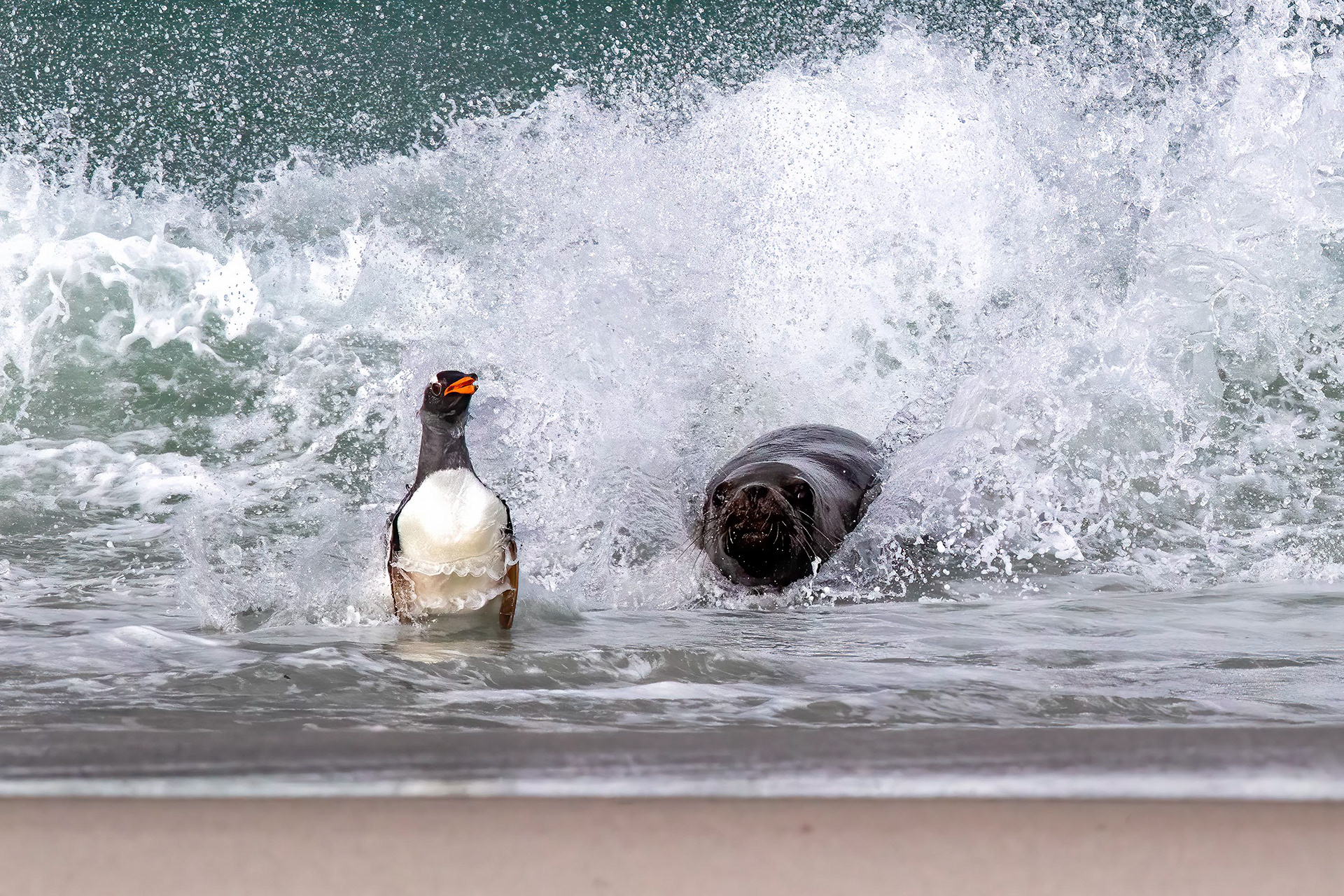 Gentoo Penguin being hunted by Sealion - Falklands - RM