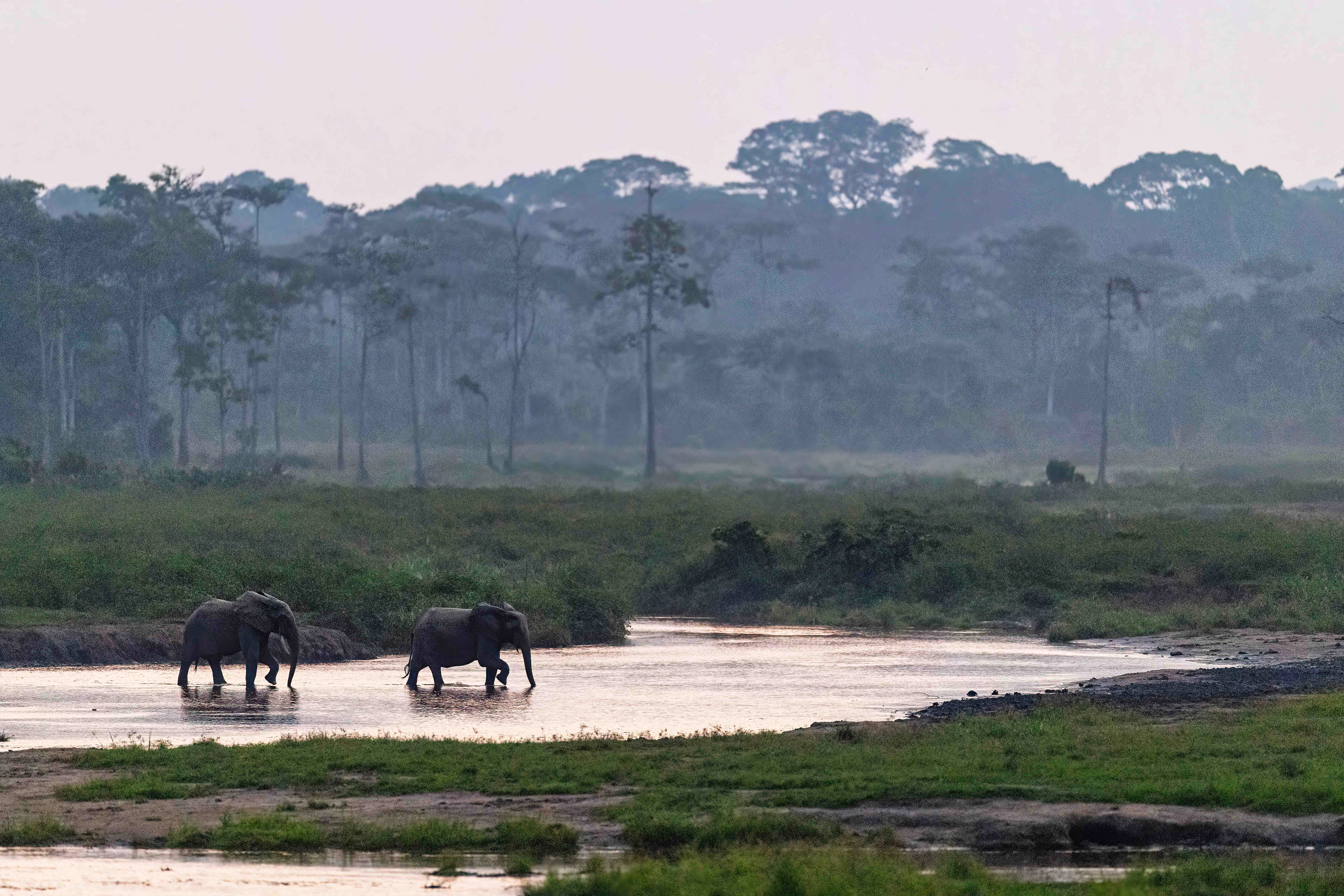 Forest Elephants in Capitale Bai after sunset - Odzala, Republic of Congo 