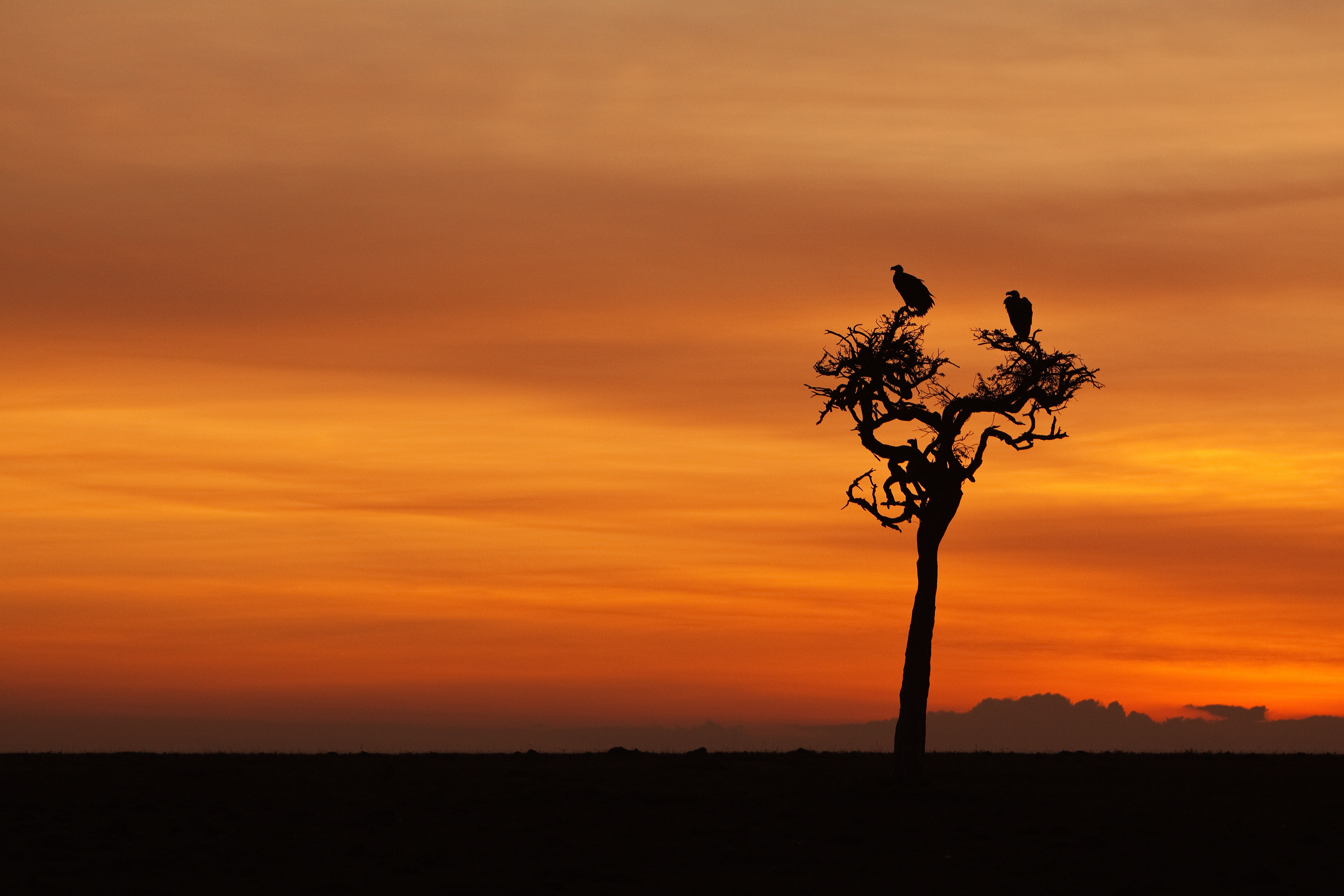 Vultures at sunset - Masai Mara