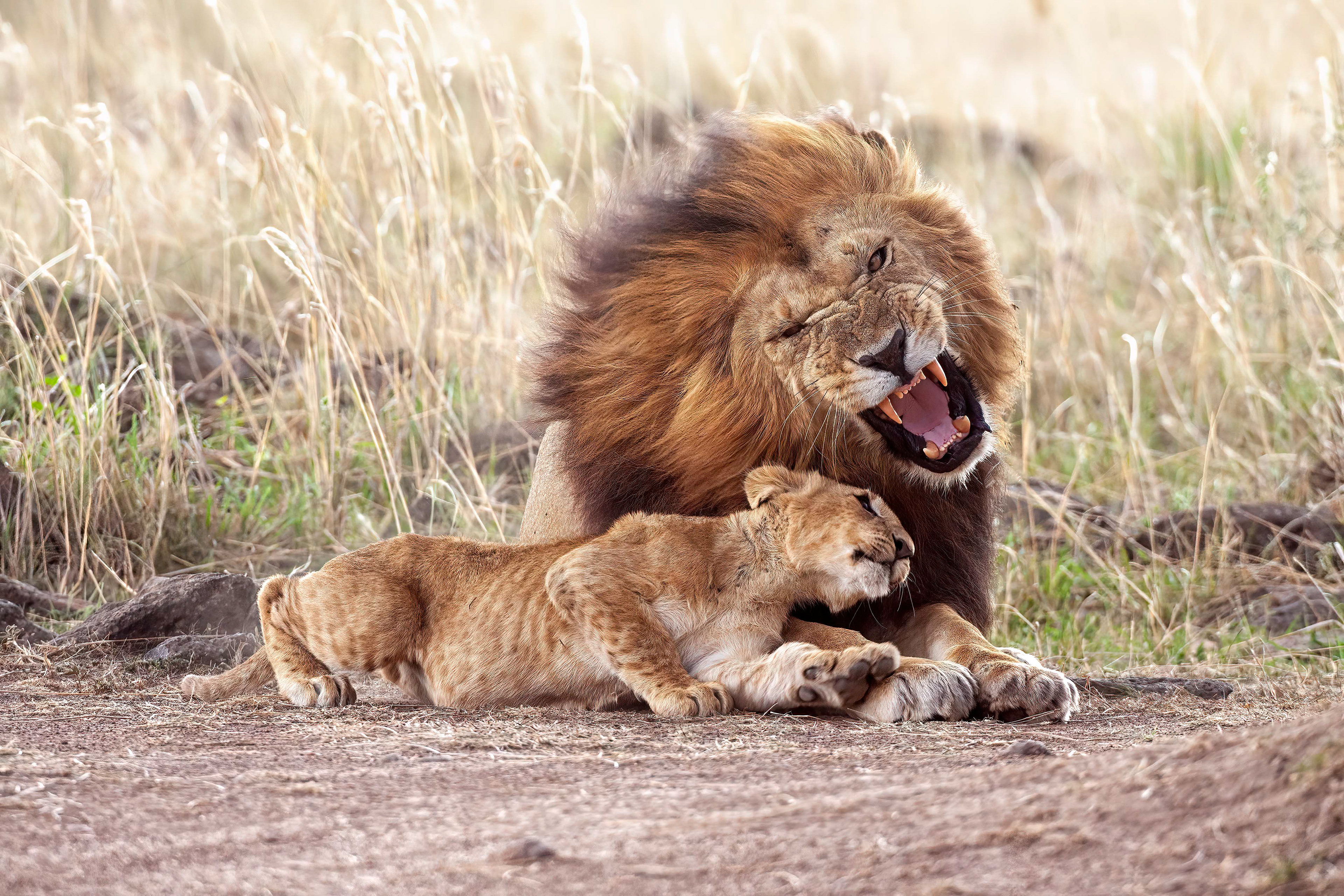 Pride Male showing one of his cubs who is boss - Masai Mara