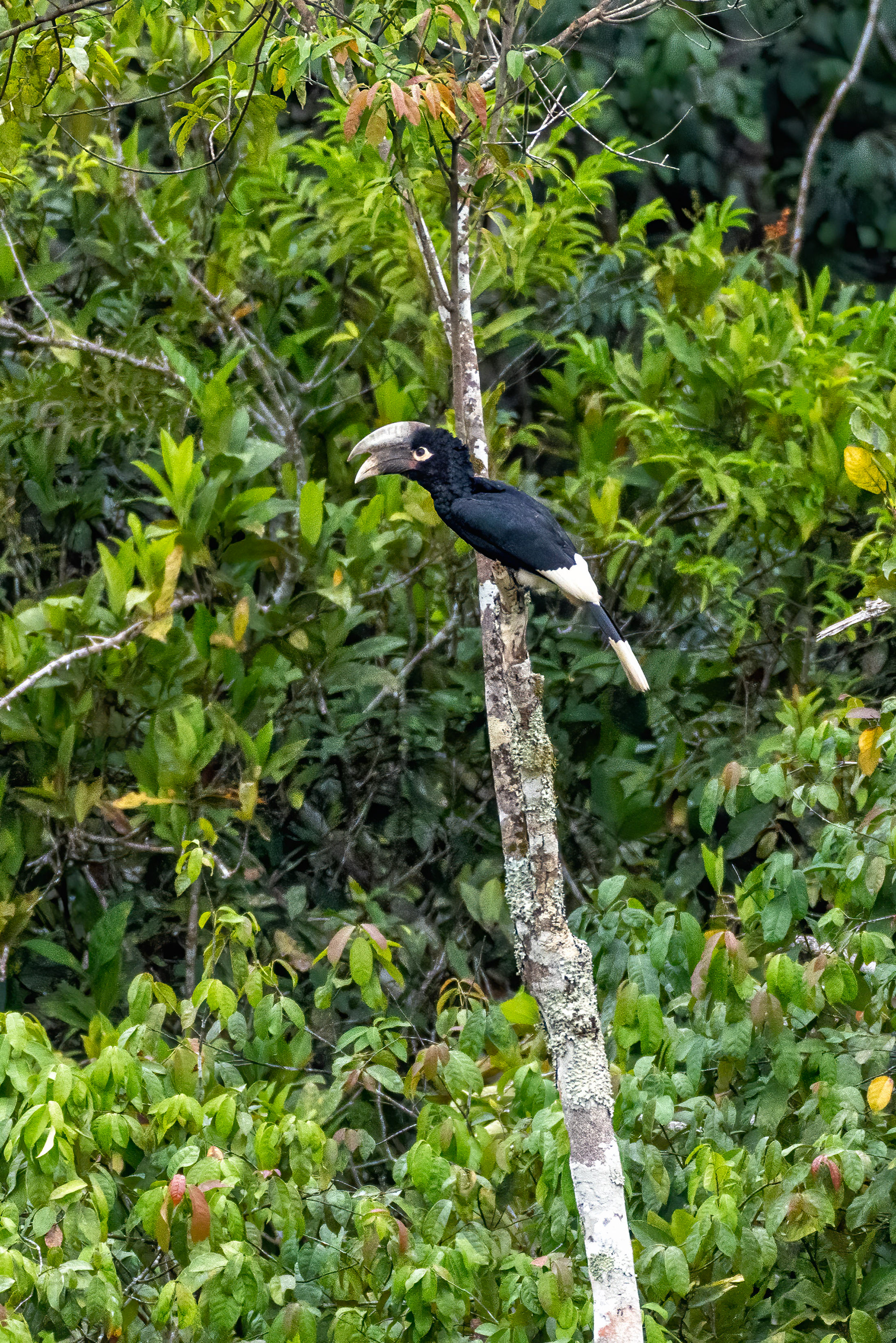 White-thighed Hornbill - Odzala, Republic of Congo