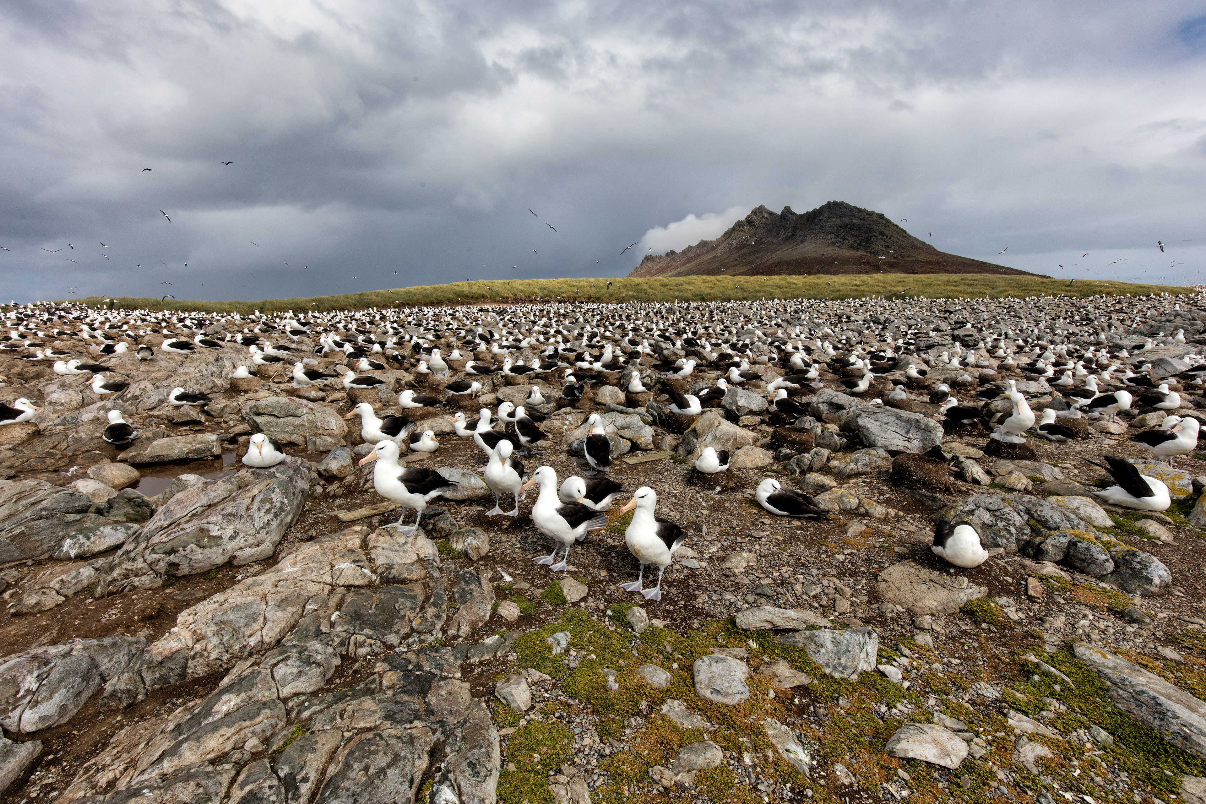 The incredible Black-Browed Albatross colony on Steeple Jason Island - Falklands