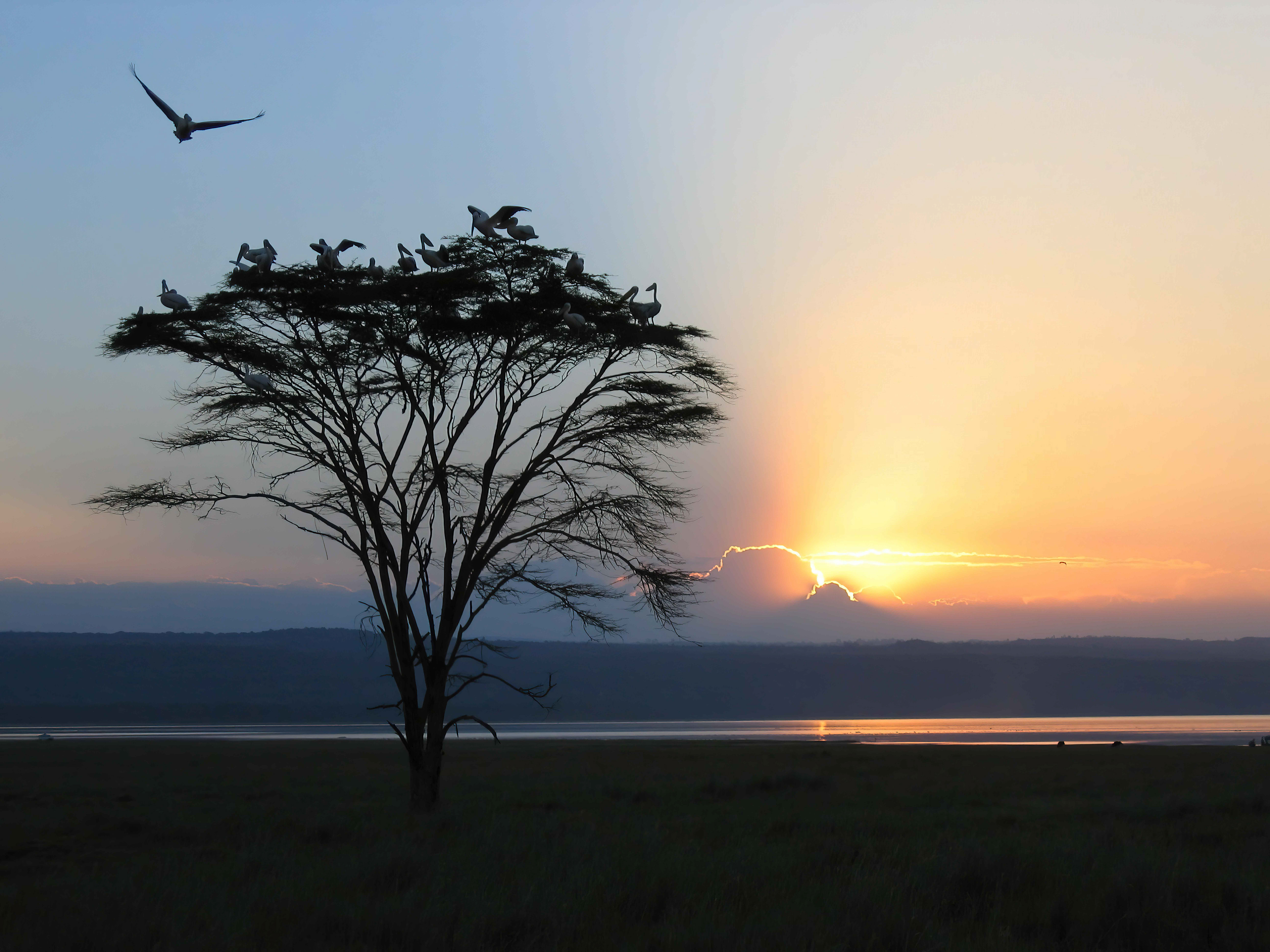 Pelicans roosting in a tree at sunset - Nakuru