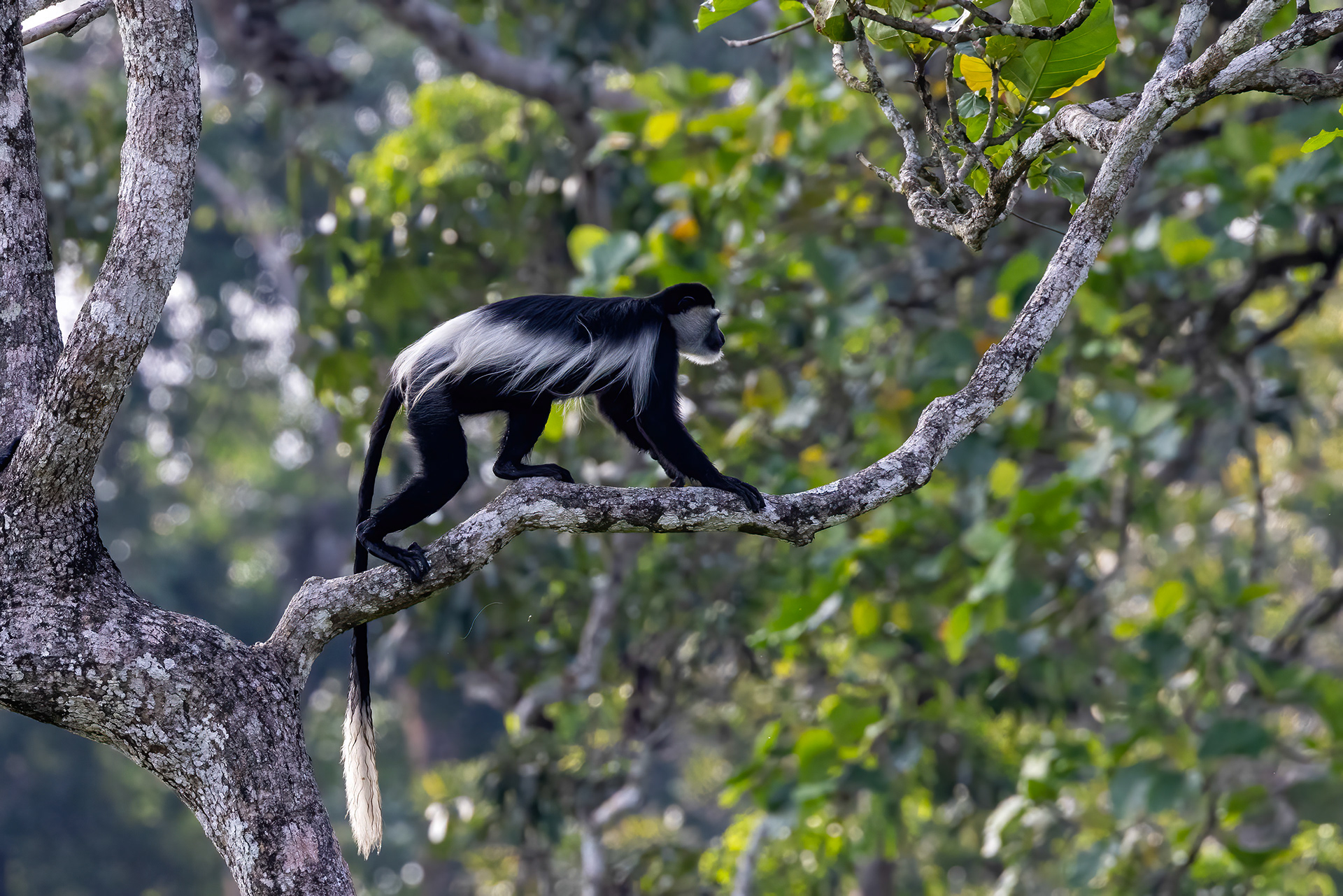 Black & White Colobus Monkey - Odzala, Republic of Congo - RM