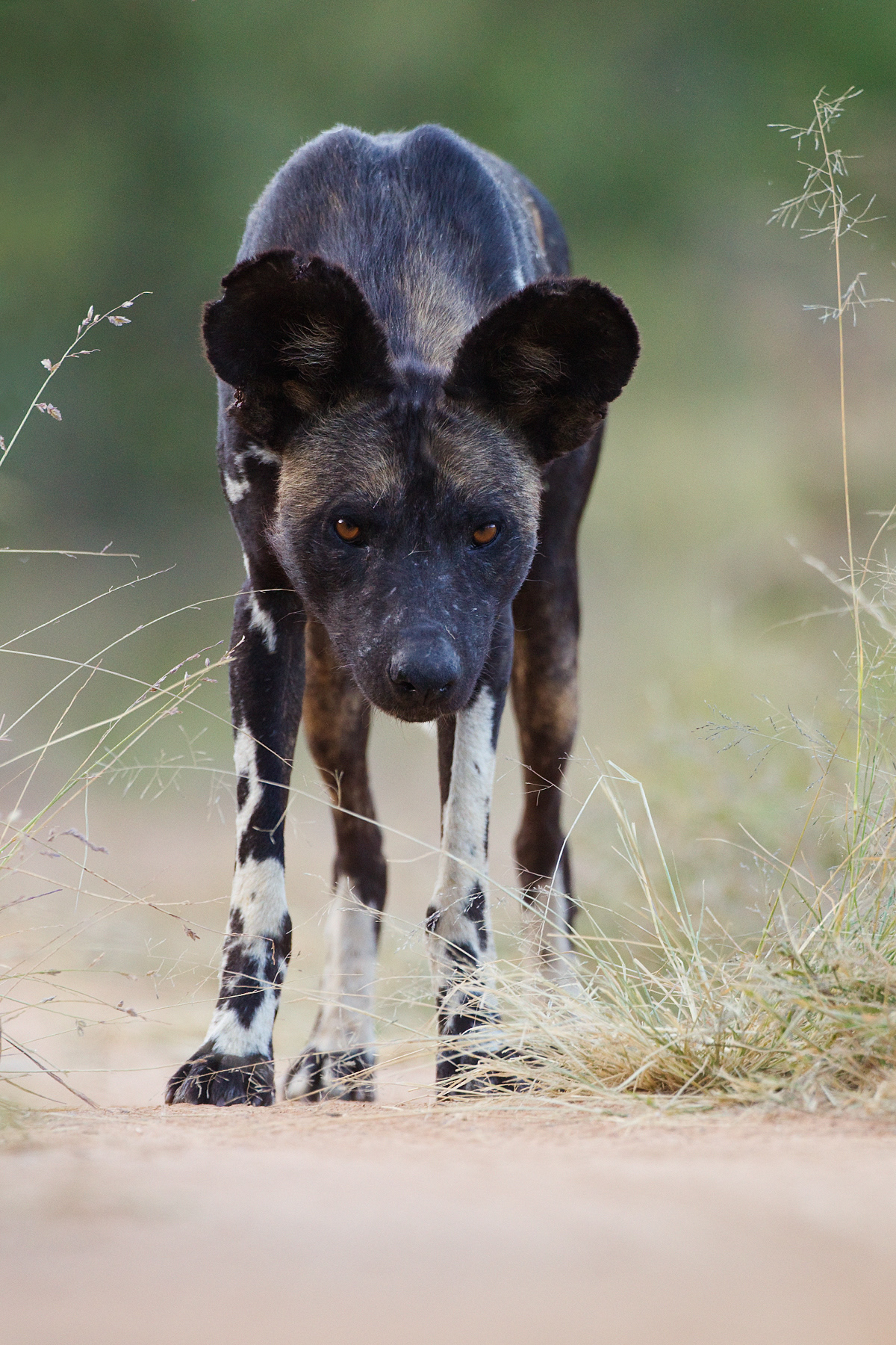 Curious African Wild Dog - Kenya