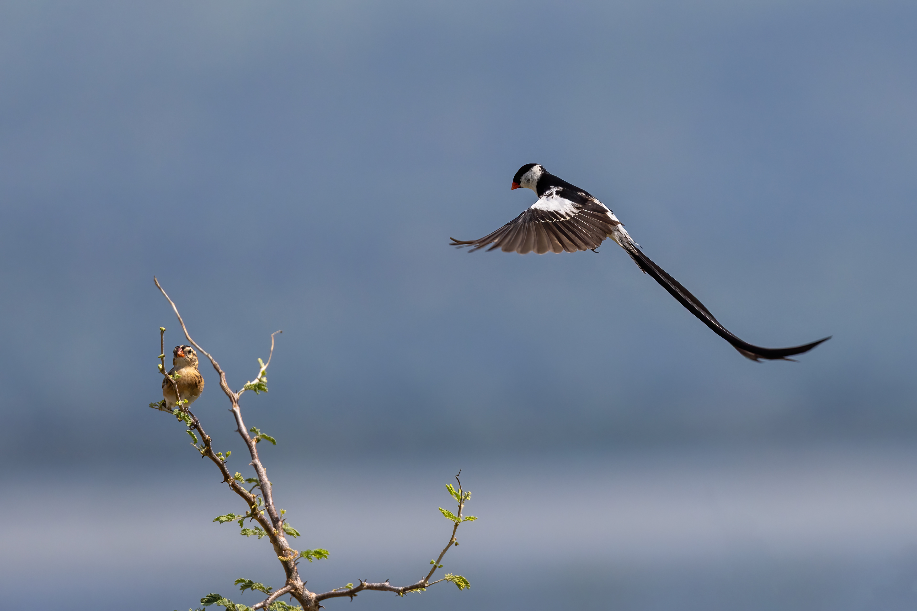 Pin-tail Wydah mating display - Uganda - RM