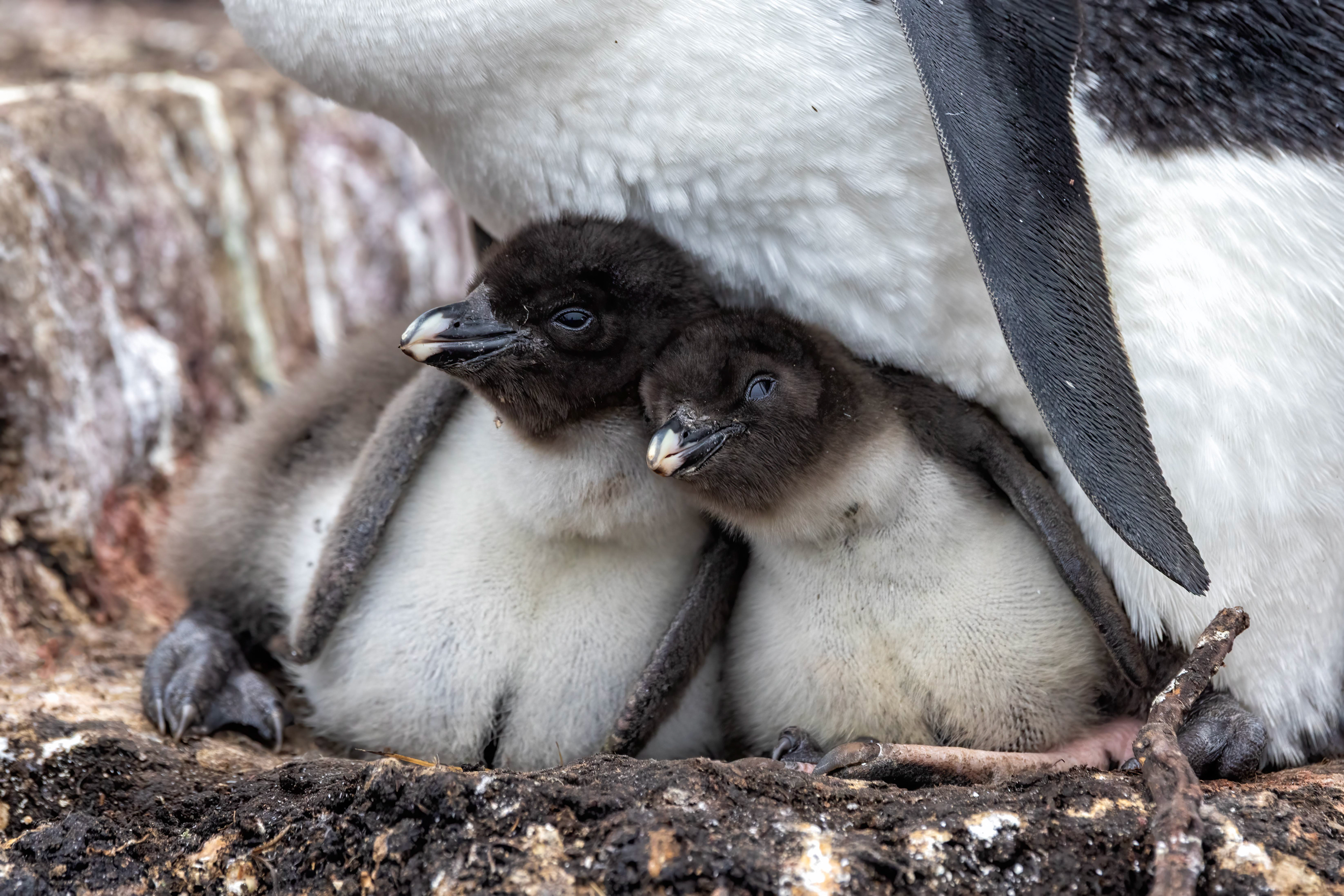 A pair of healthy Southern Rockhopper chicks - Falklands - RM