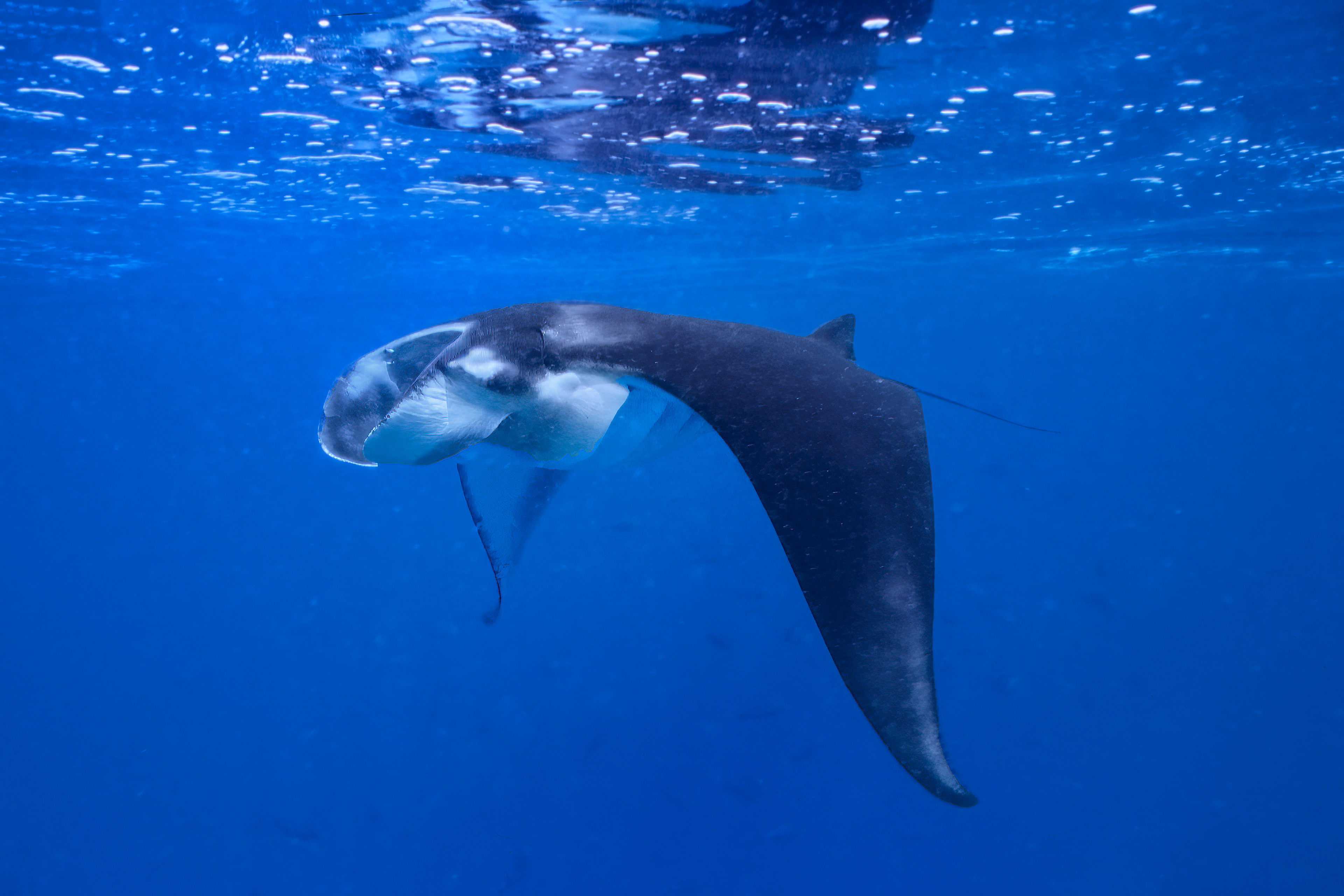 Manta Ray - Kalimantan, Indonesia