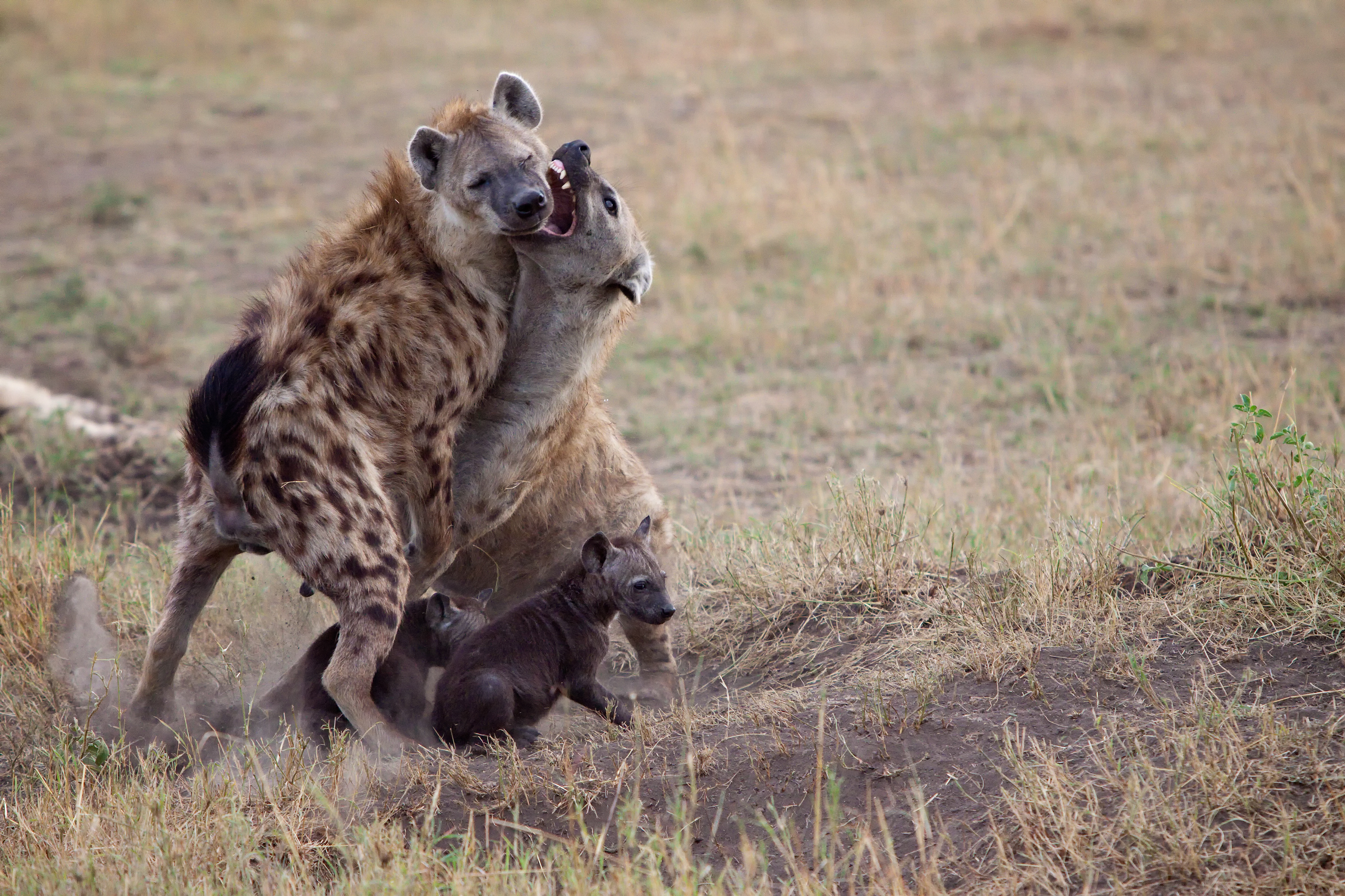 Female Hyena protecting her cubs - Masai Mara