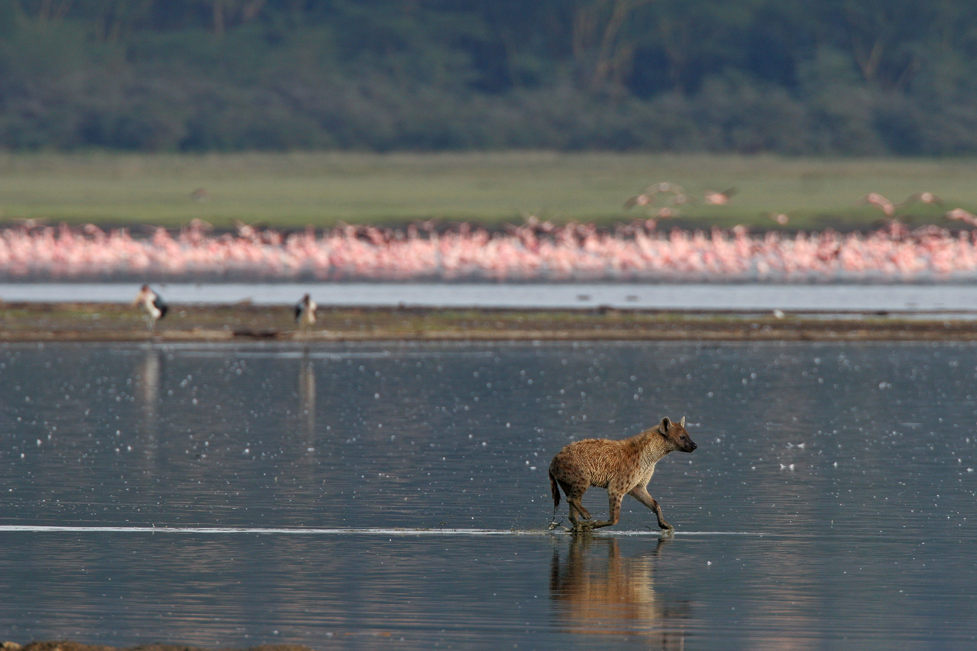 Spotted Hyena patrolling the shallows - Nakuru
