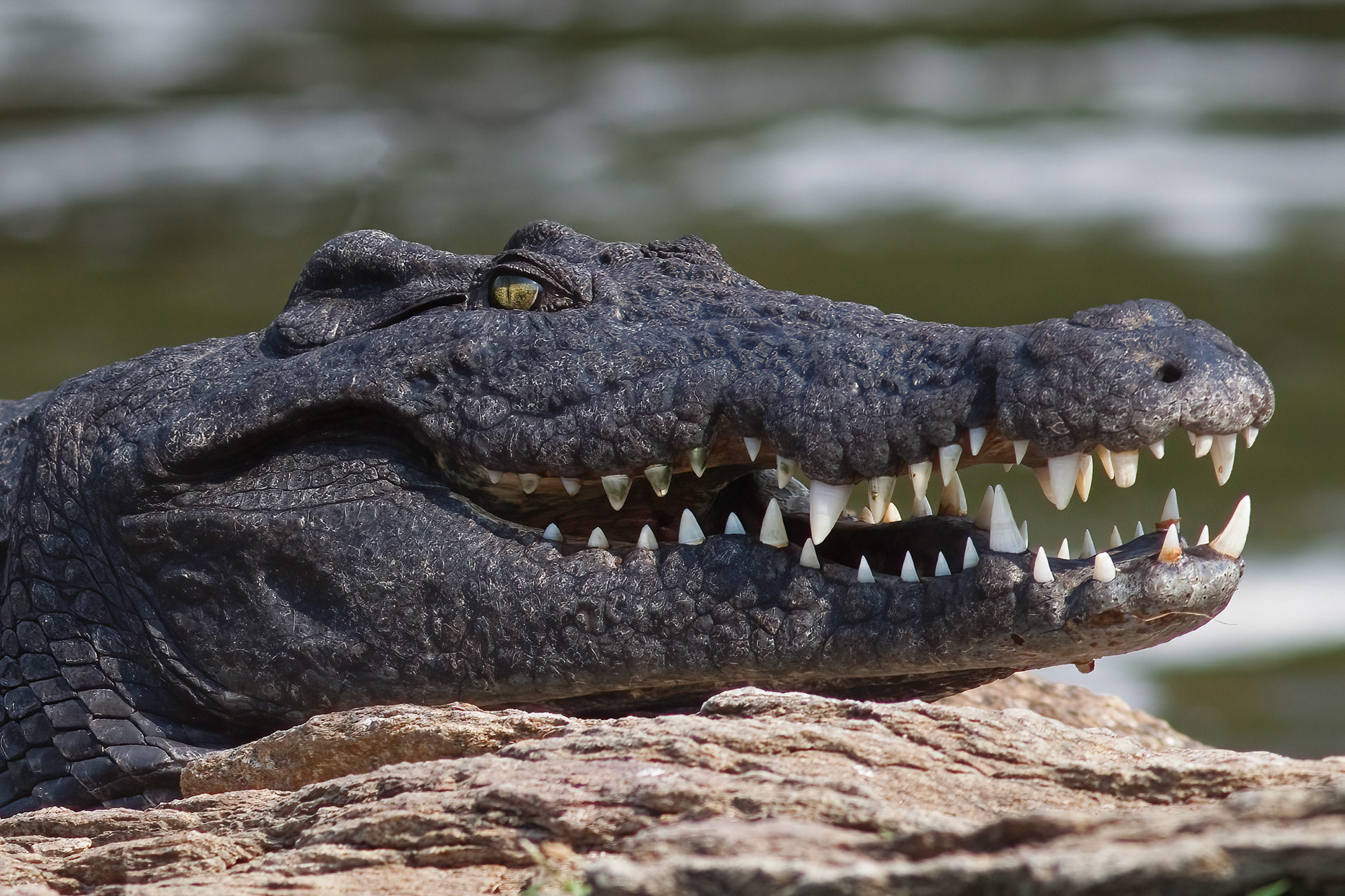Nile Crocodile near Murchison Falls, Uganda - RM