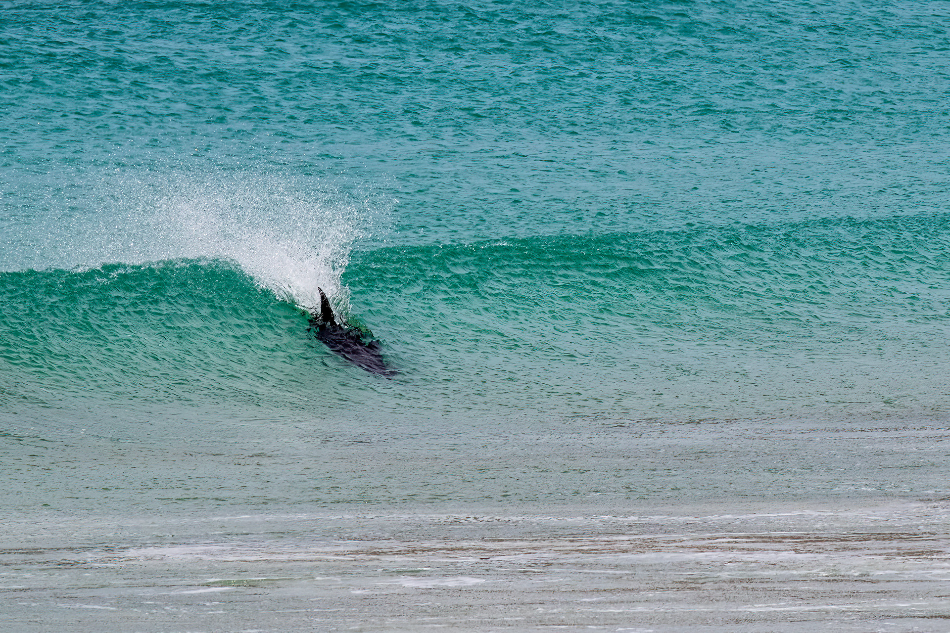 Peale's Dolphin surfing a wave - Falklands - RM