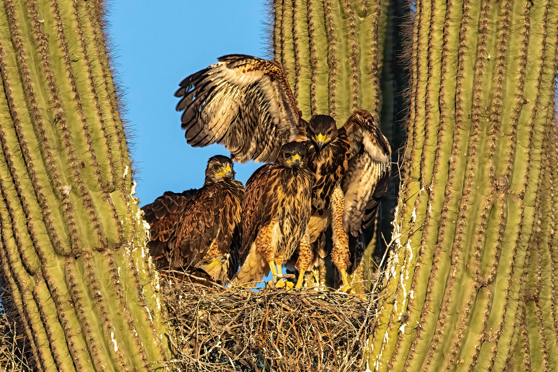 Harris Hawk chicks - RM