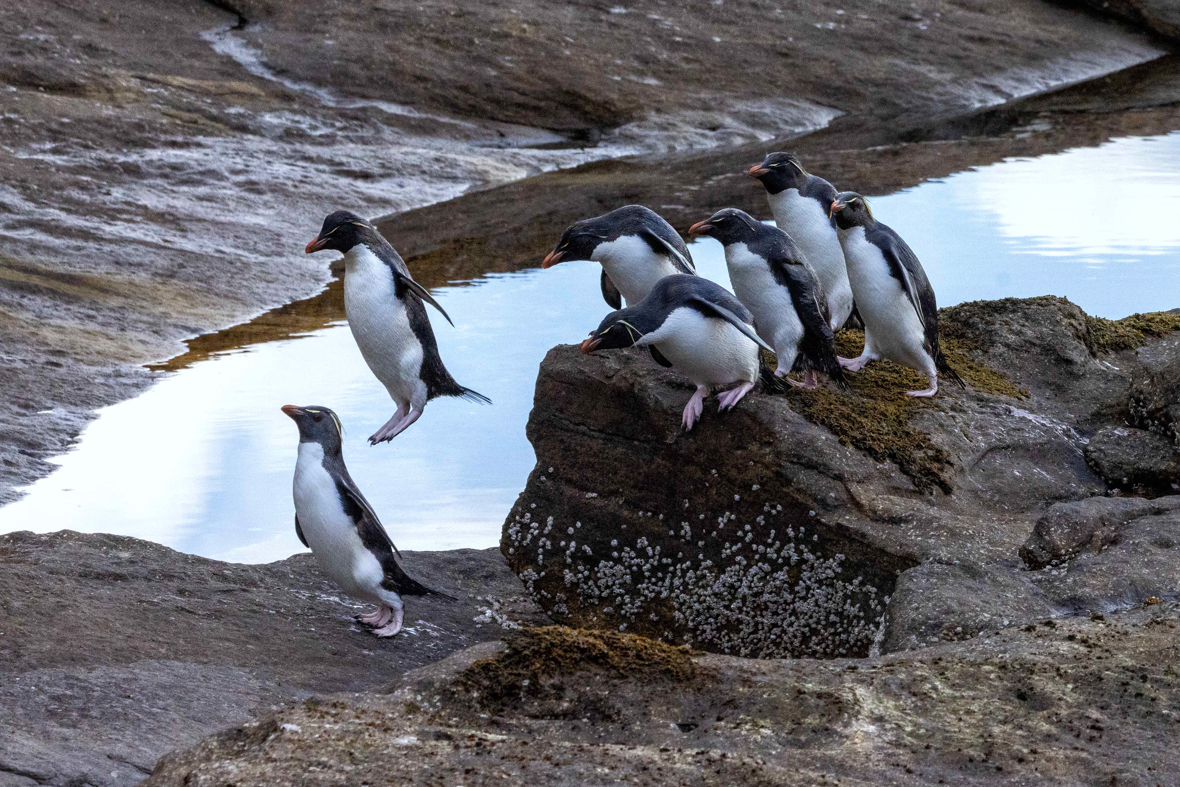 Southern Rockhoppers navigating rock pools on their way back to the colony - Falklands