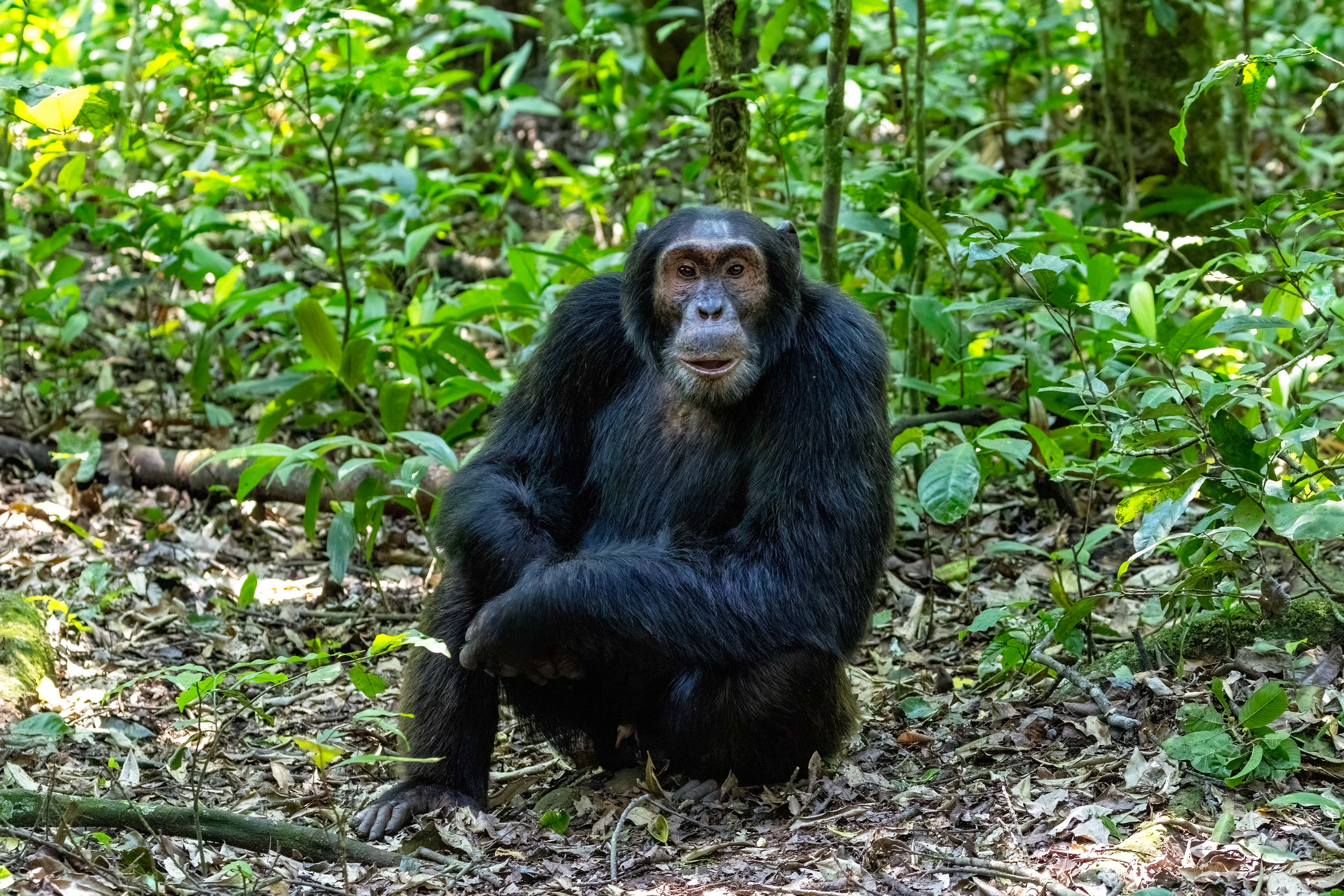 Chimpanzee - Kibale Forest, Uganda