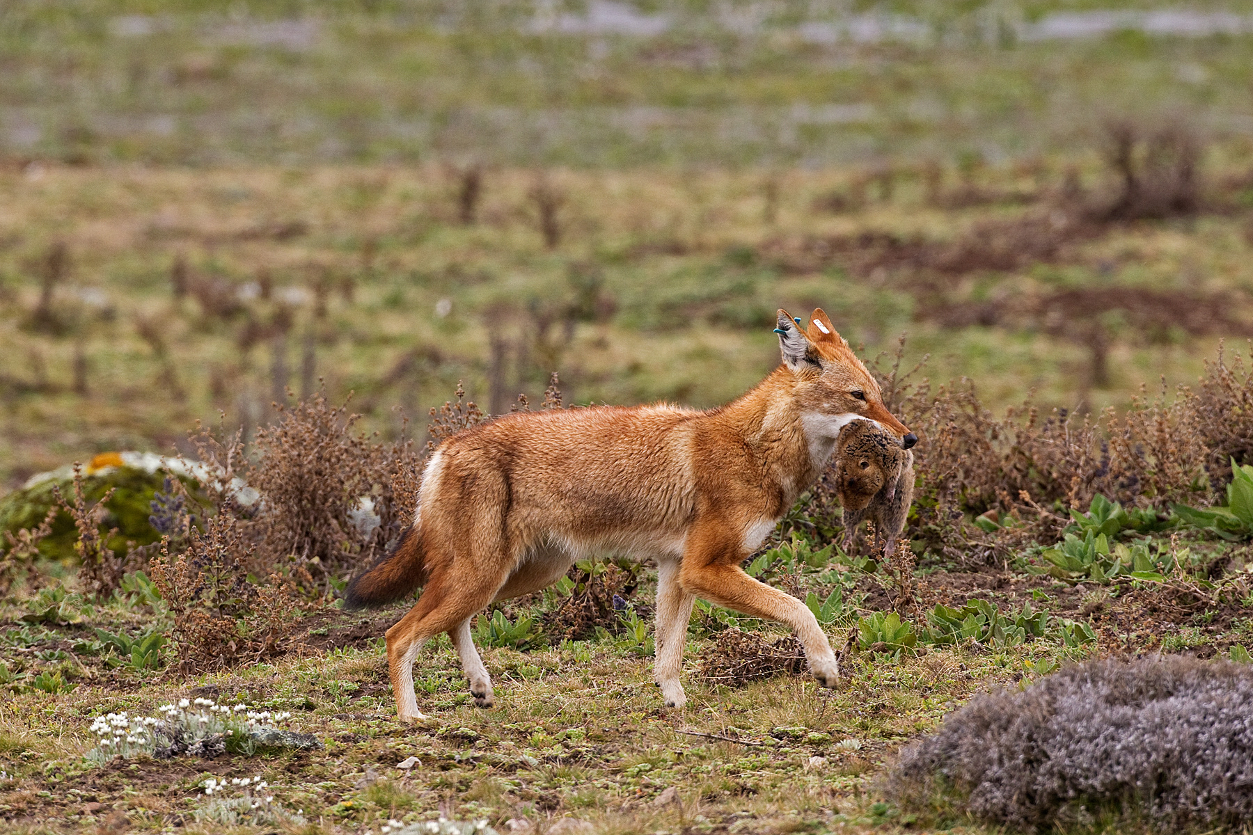 Simien Wolf with gopher - Bale Mountains, Ethiopia