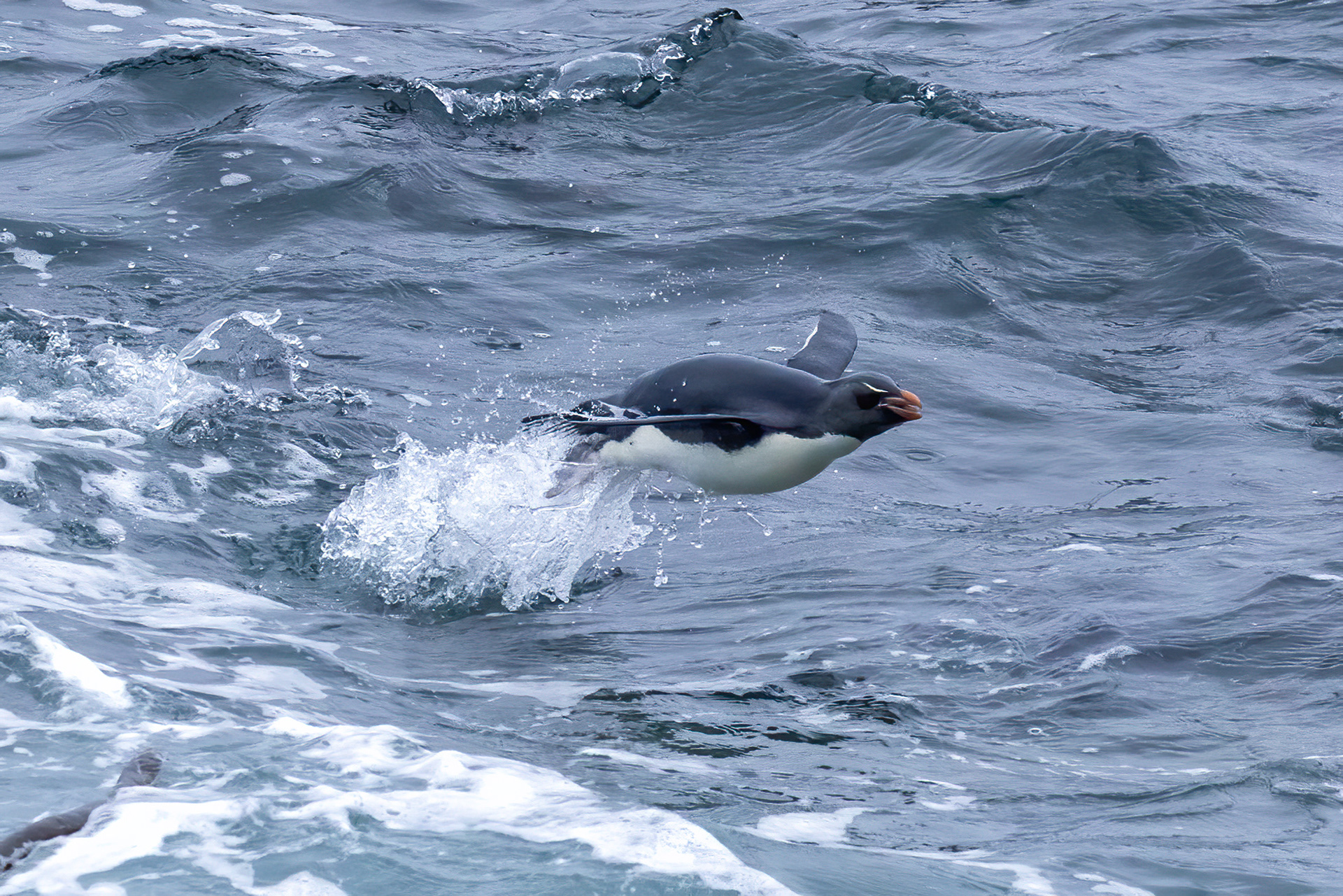 Southern Rockhopper porpoising in to shore - Falklands