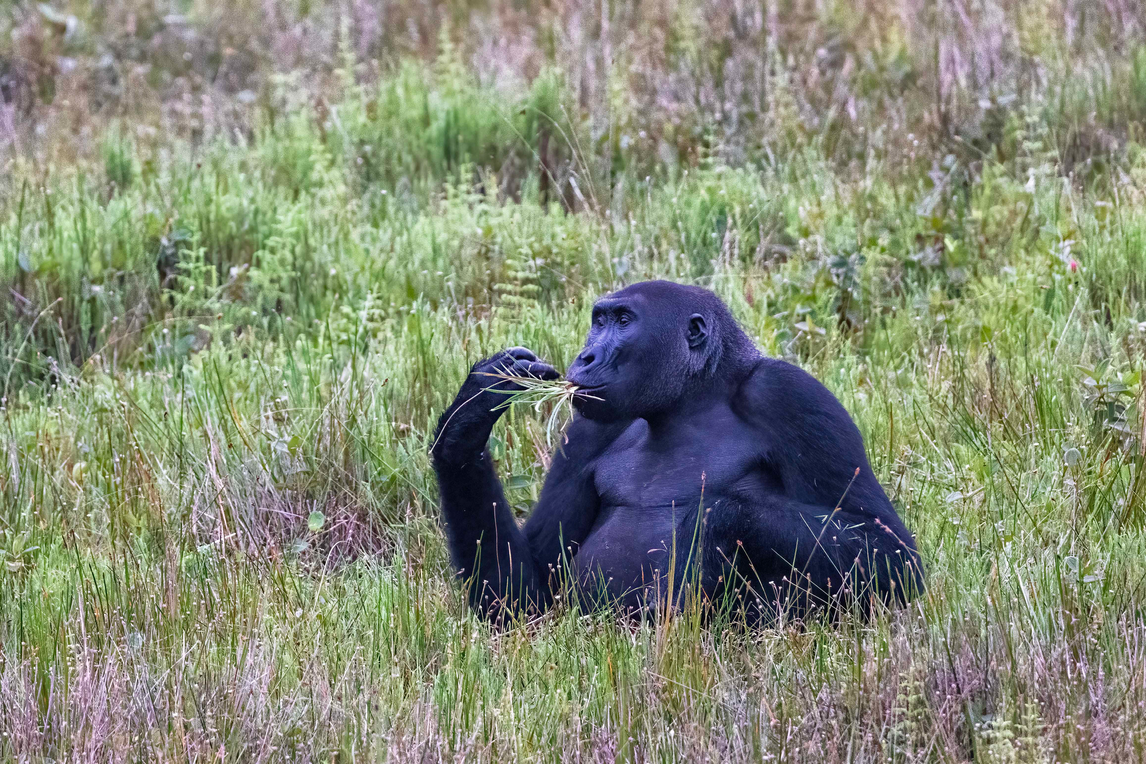 Western Lowland Gorilla - Odzala, Republic of Congo-RM