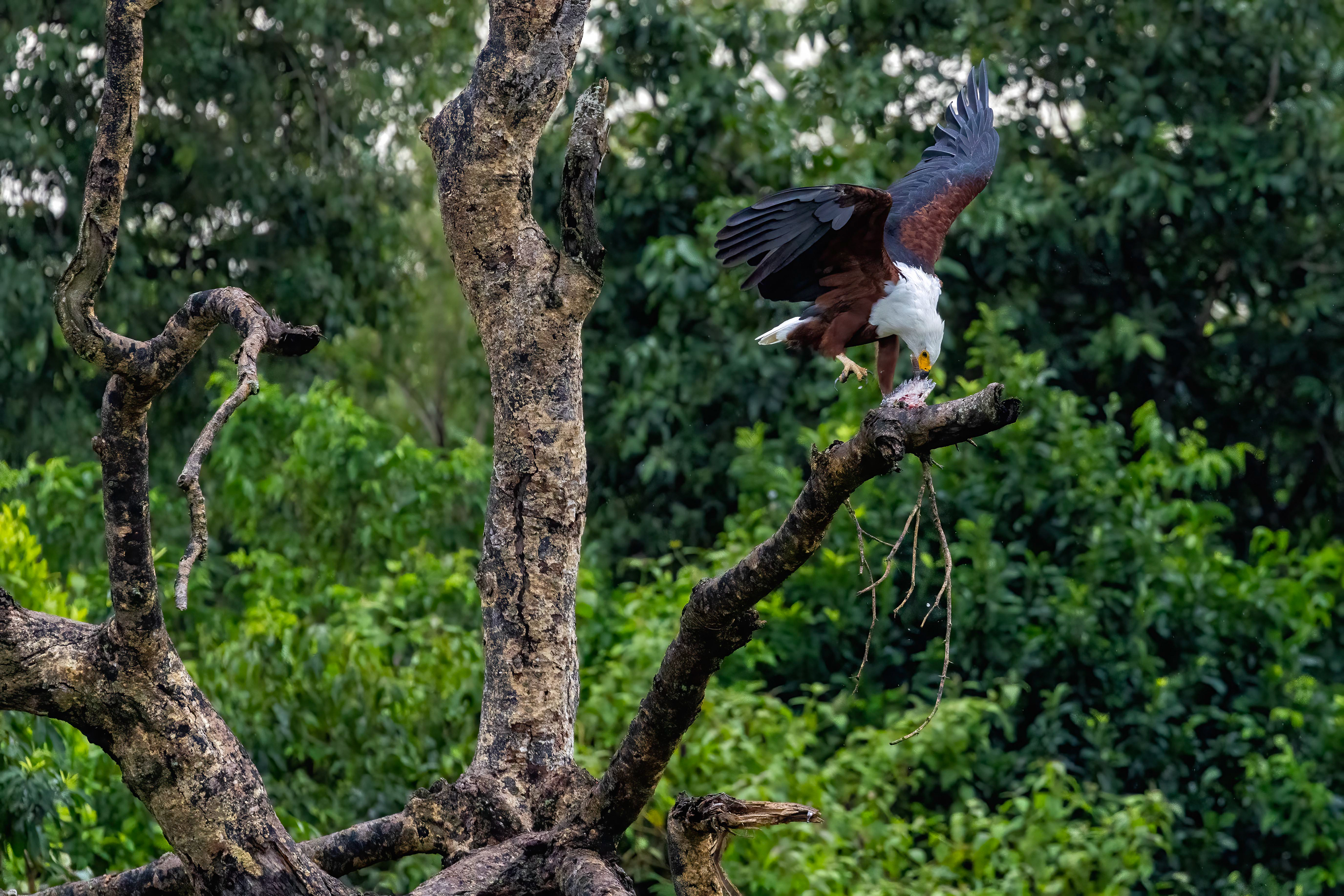 African Fish Eagle feeding on a fish - Murchison Falls National Park, Uganda