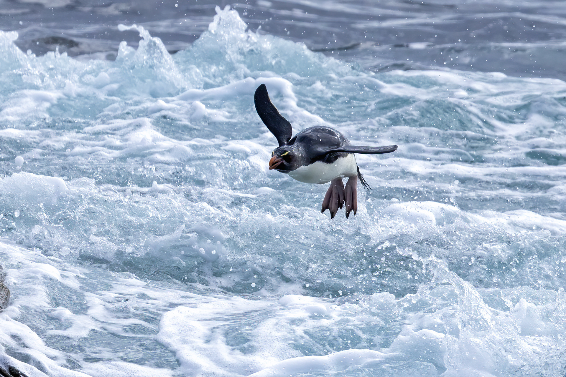 Southern Rockhopper Penguin surfing in - Falklands