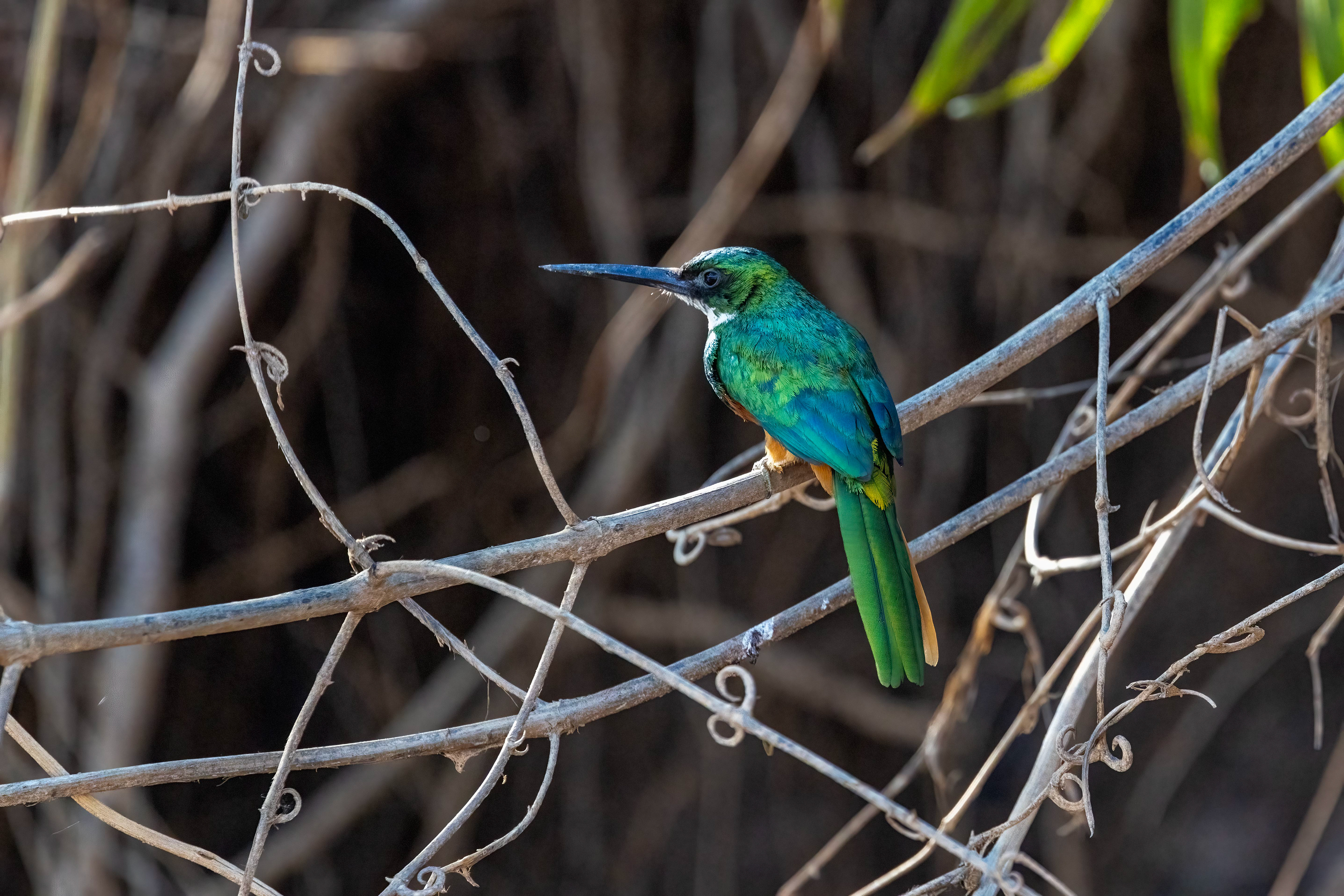 Rufous-tailed Jacama