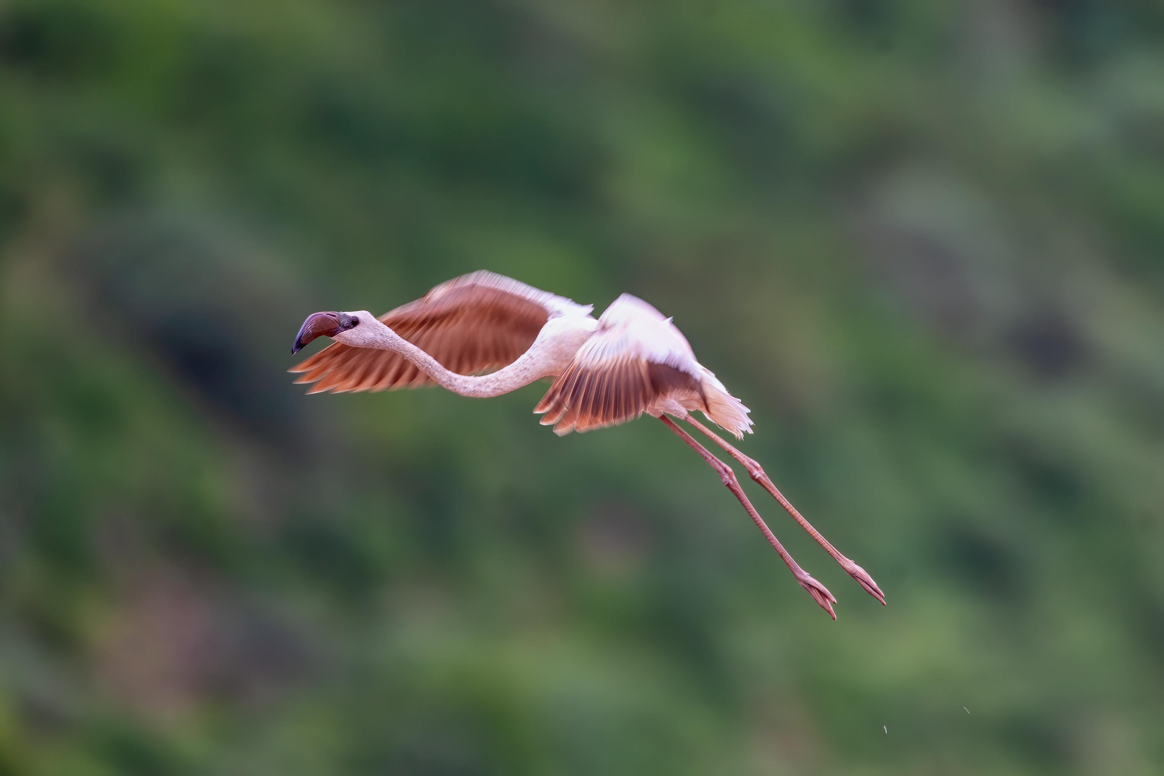 Lesser Flamingo in flight - Kenya