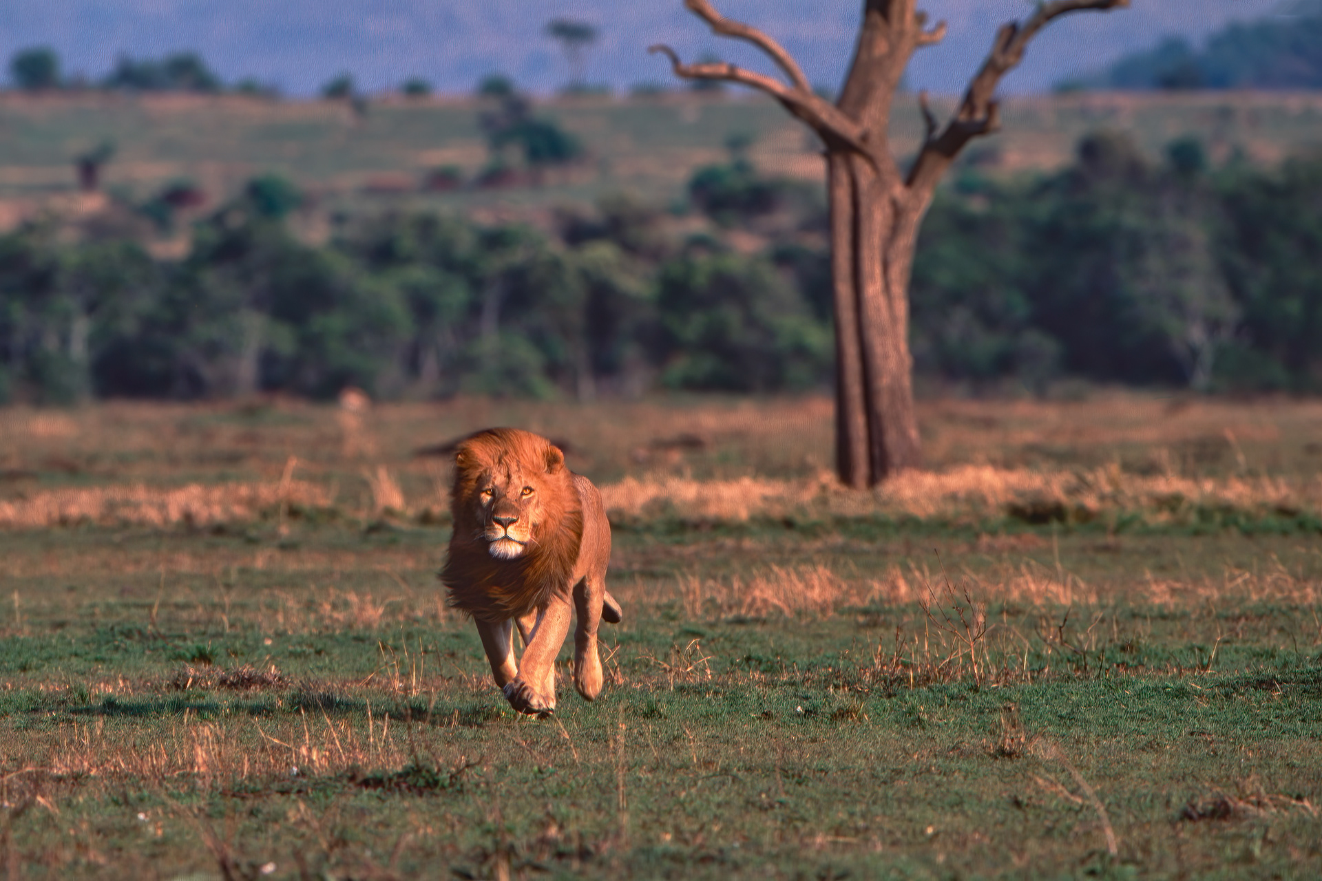 Magnificent male Lion on the move - Masai Mara