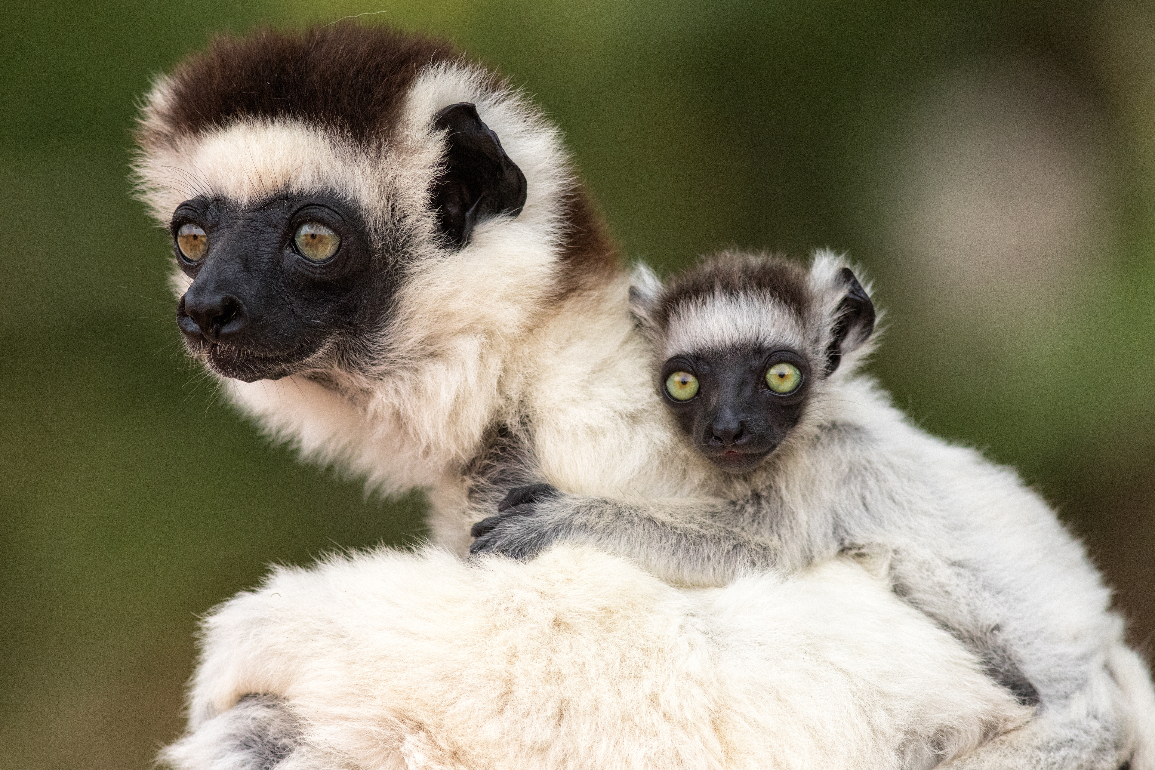 Verreaux's Sifaka mother & baby - Berenty - RM