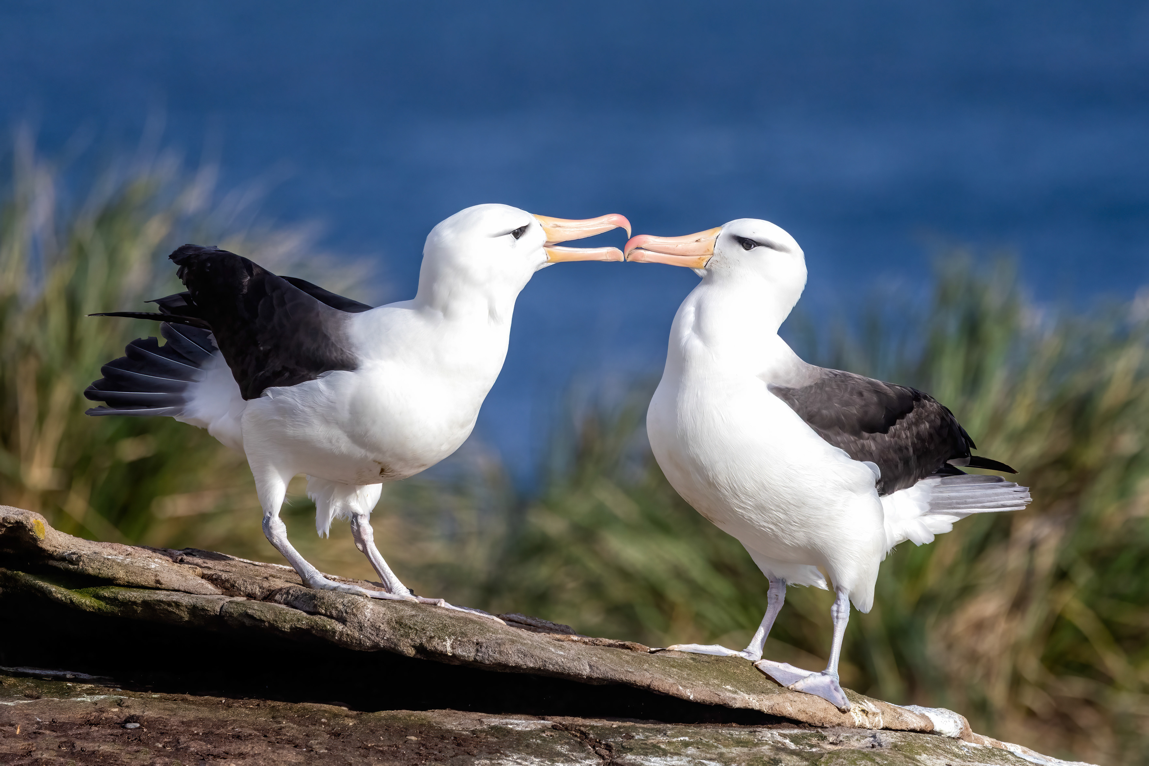 Black-browed Albatross courting - Falklands - RM