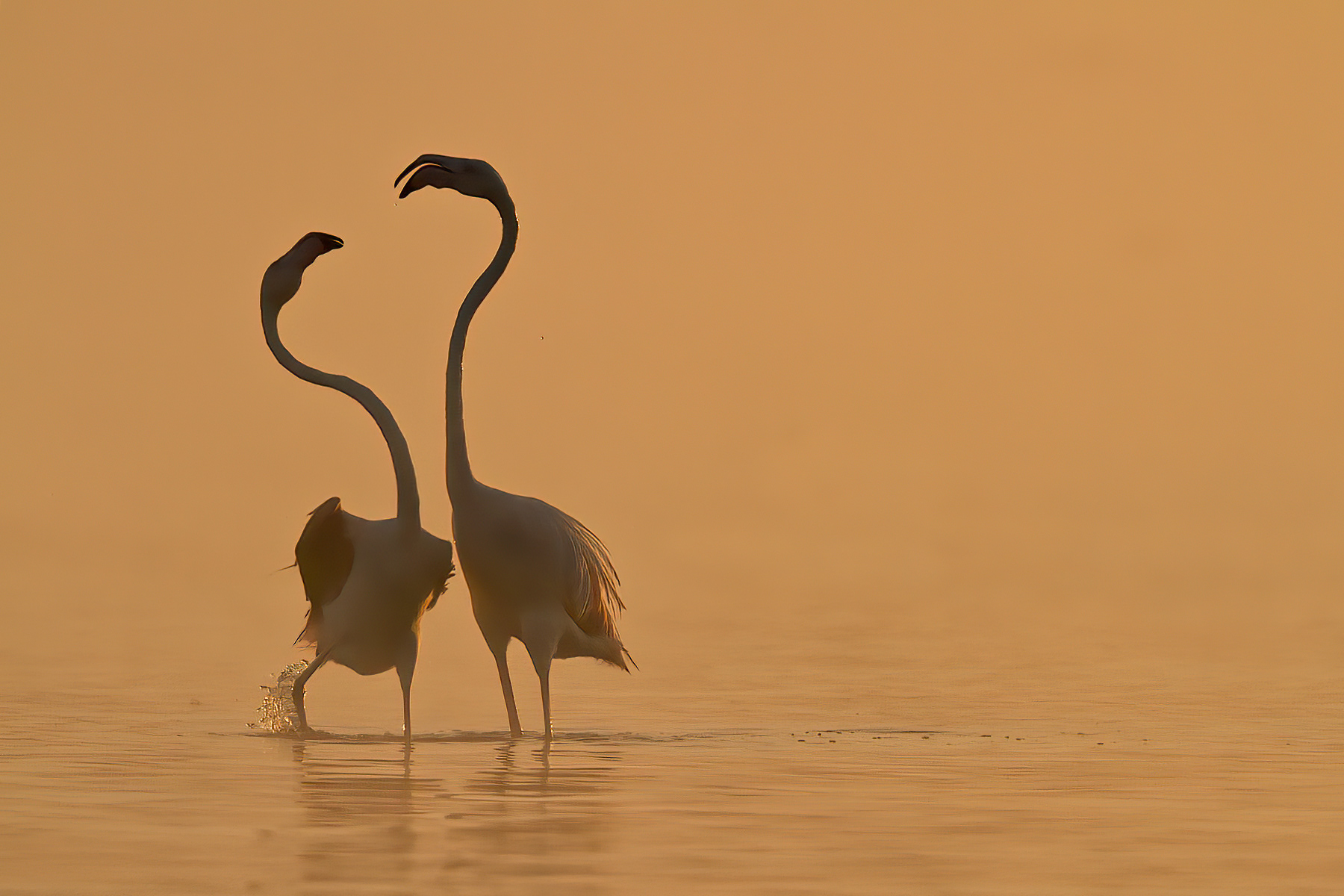 Greater Flamingos in the morning mist - Nakuru