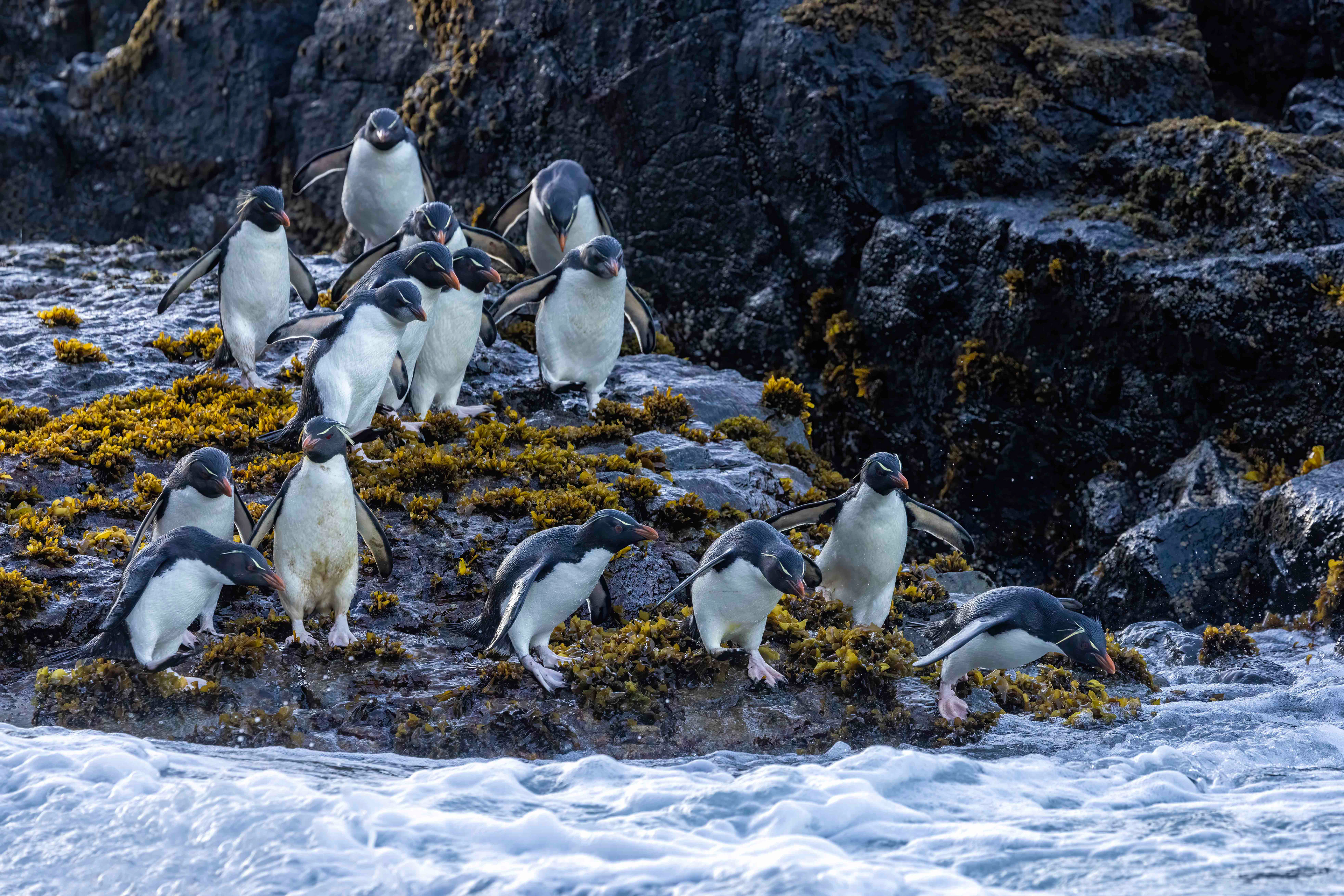 Southern Rockhoppers going out to sea - Falklands