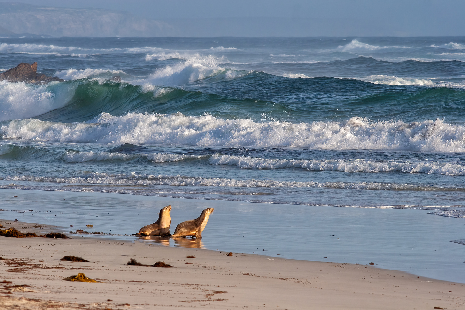 Australian Sealions - Seal Bay, Kangaroo Island