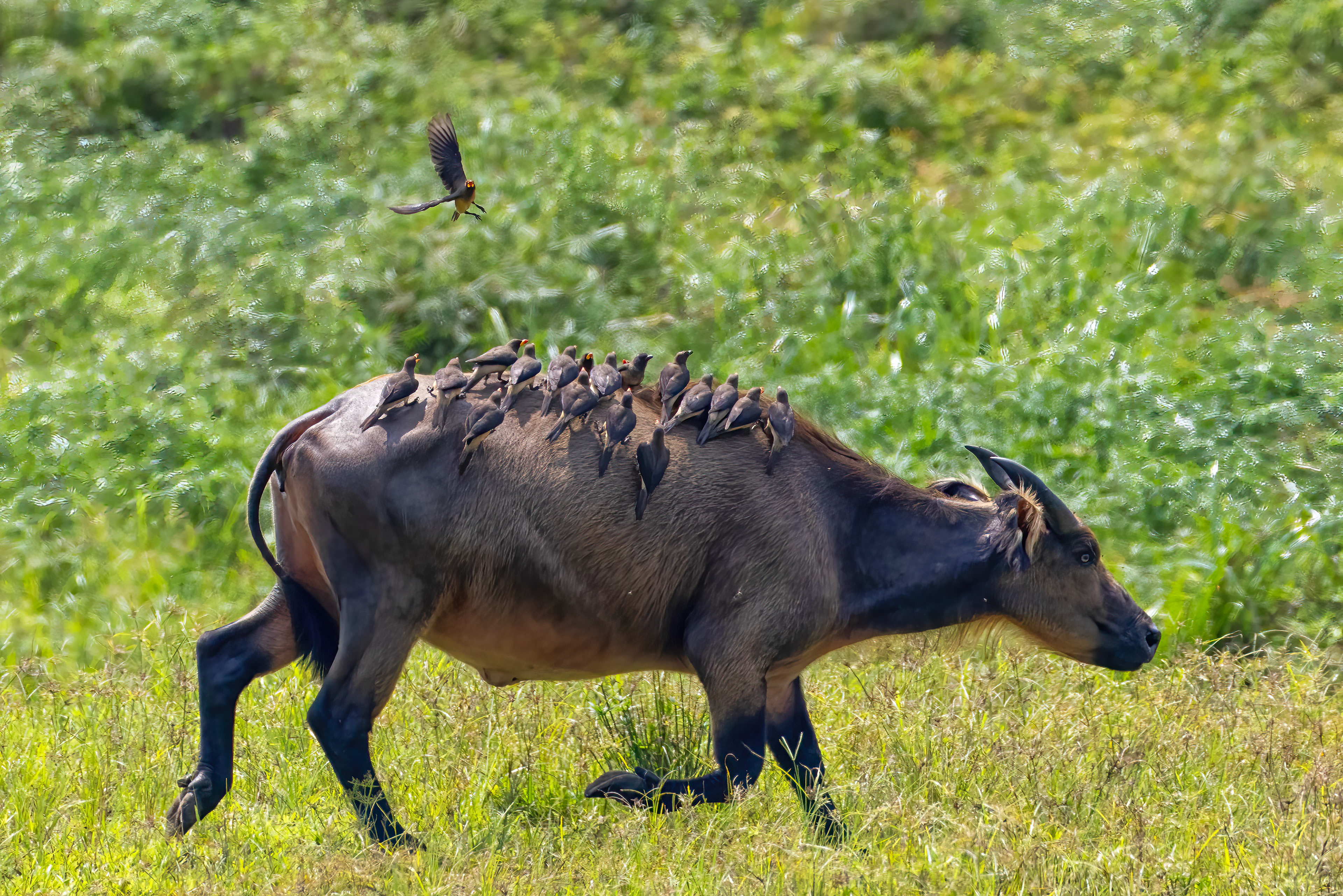 Ox-peckers hitching a ride on a Forest Buffalo in Capitale Bai - Odzala, Republic of Congo