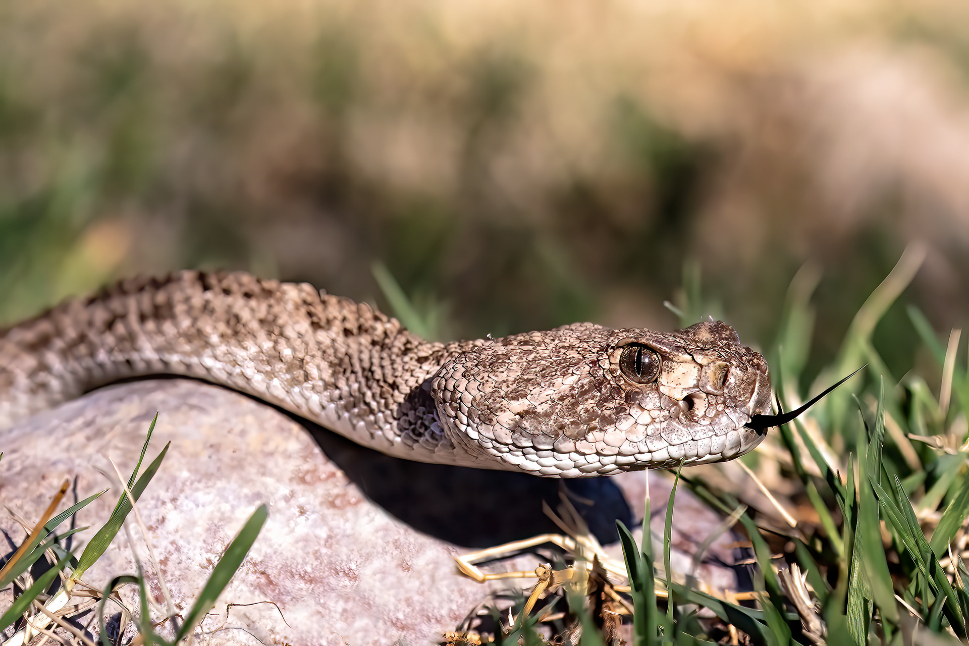 Western Diamondback Rattlesnake