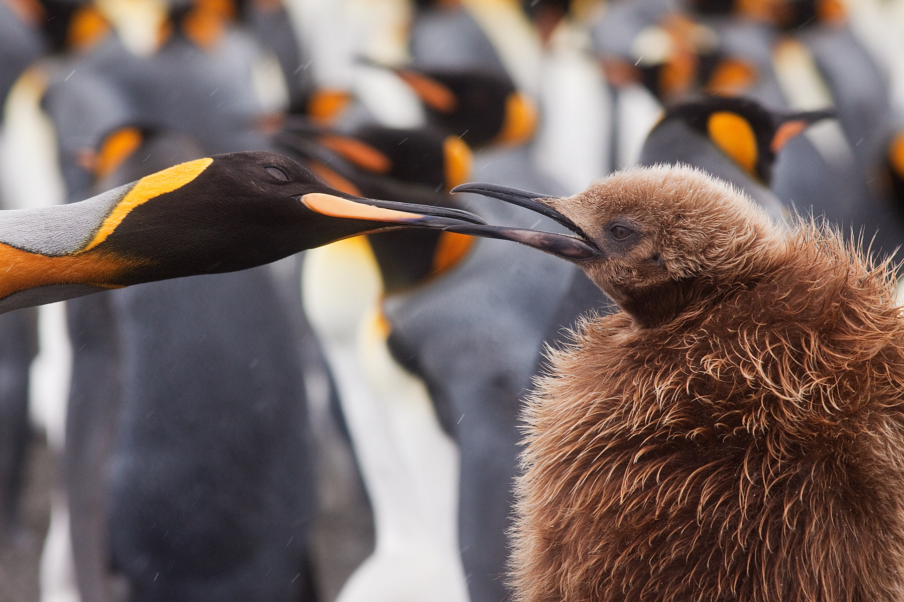 King Penguin feeding its large chick - Falklands - RM