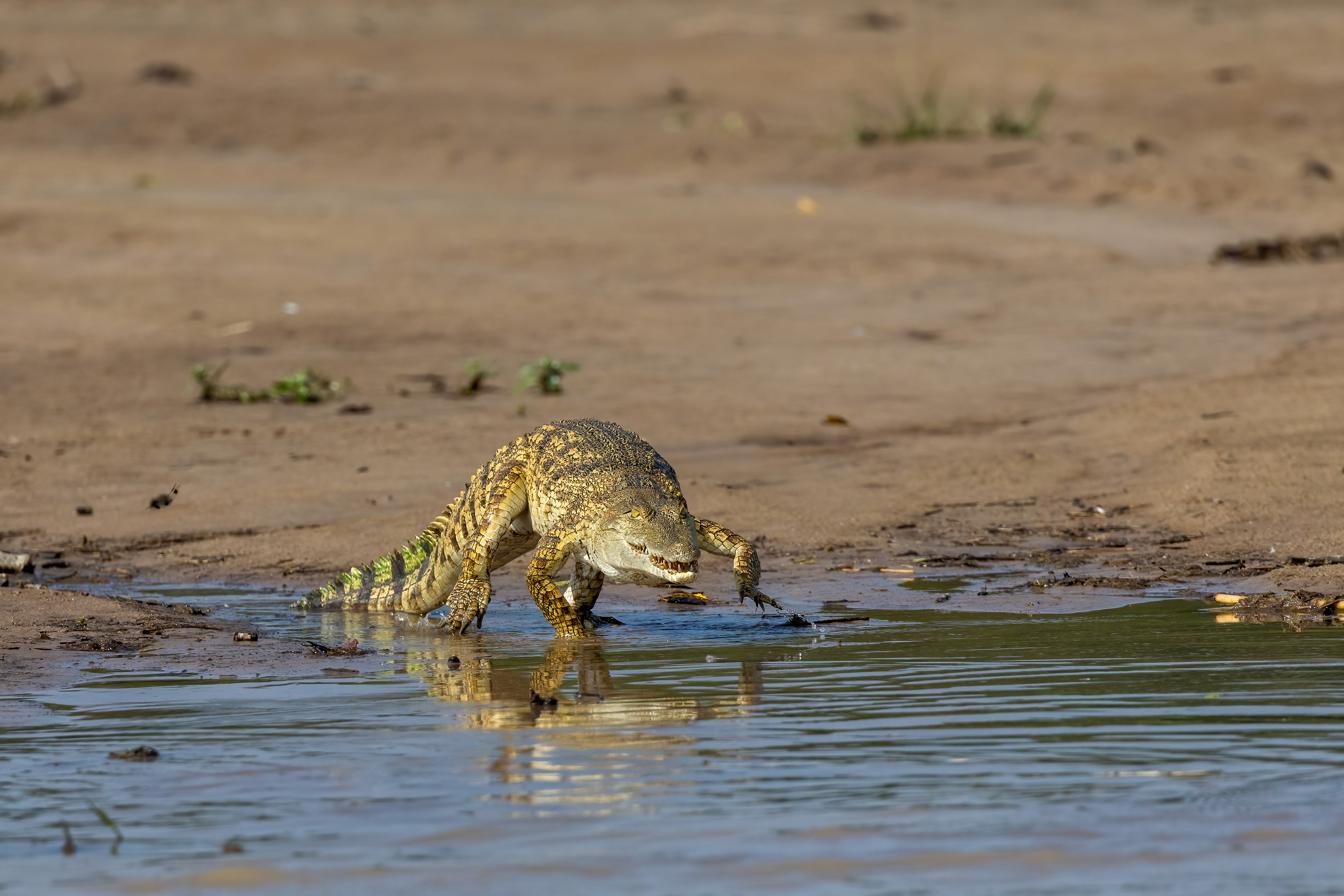 Young Nile Crocodile - Murchison Falls, Uganda - RM