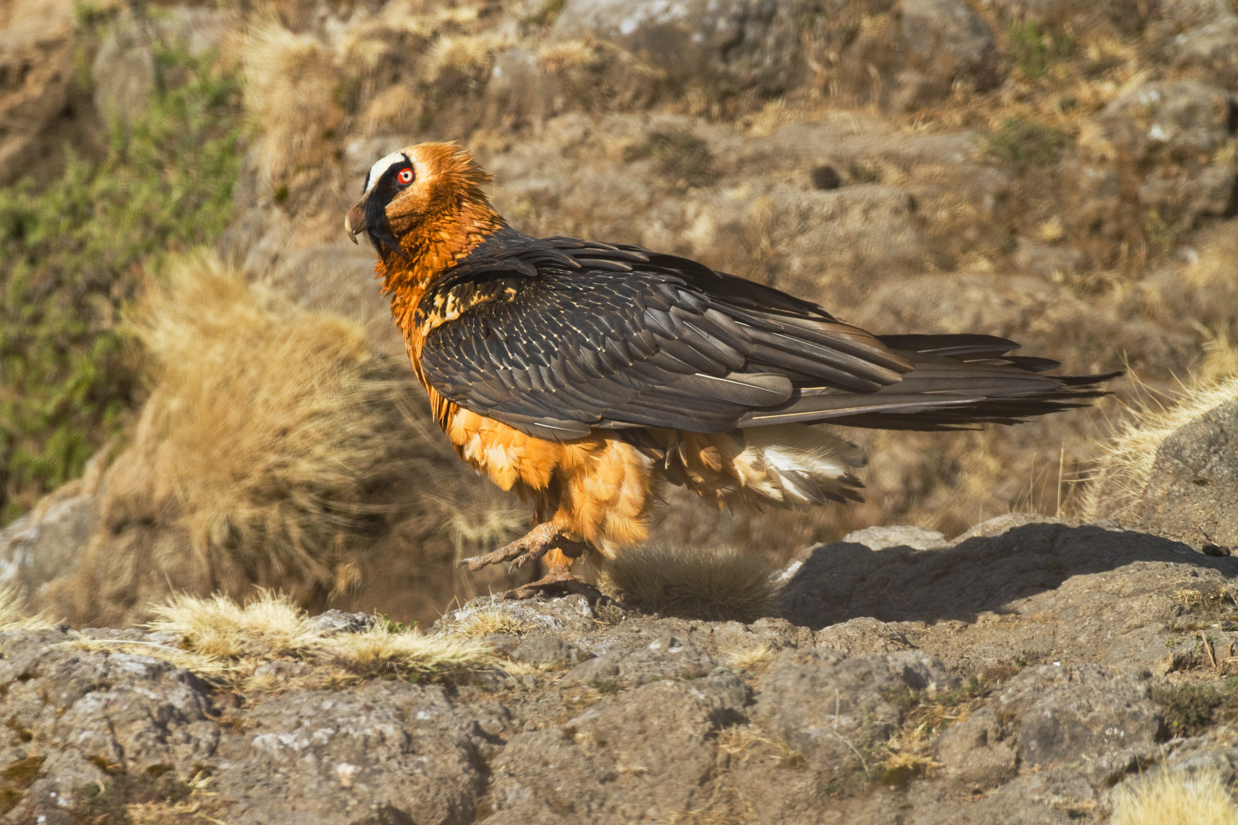 Lammergeier - Simien Mountains, Ethiopia