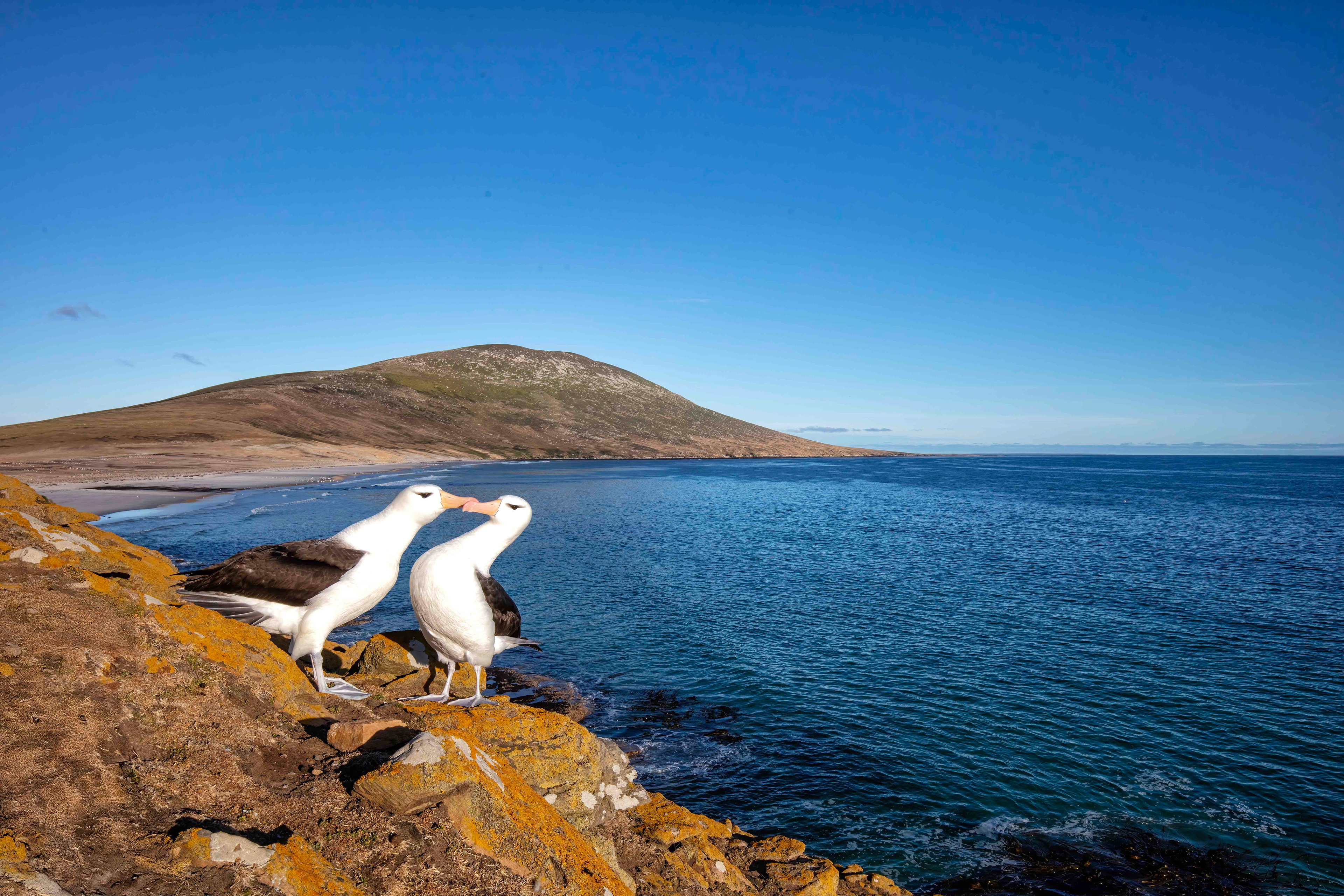 Black-browed Albatross courtship on Saunders Island - Falklands