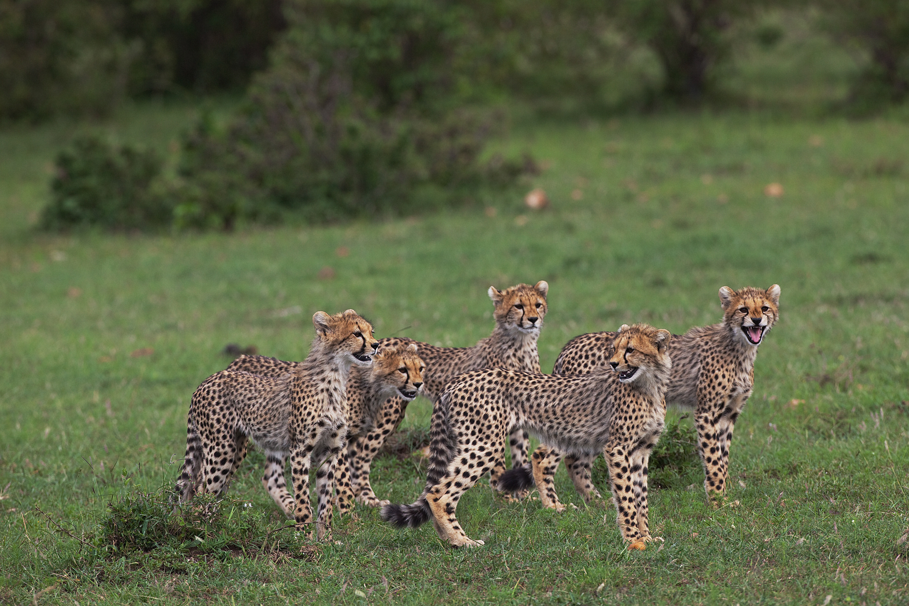 Five Cheetah cubs watching their mother hunt - Masai Mara
