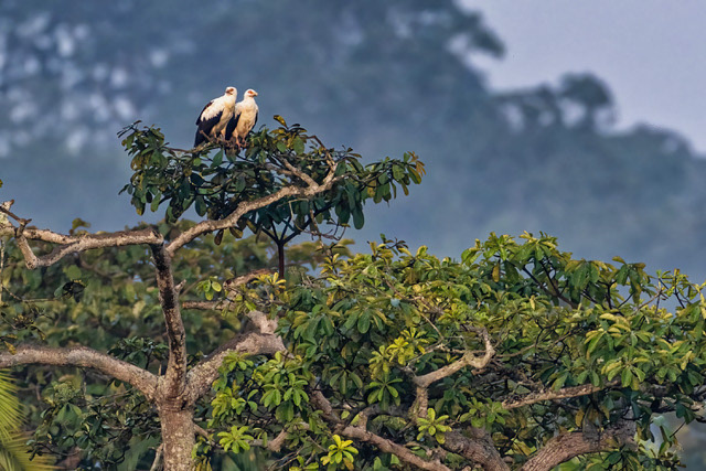 Palm-nut Vulture Pair in Capitale Bai - Odzala, Republic of Congo