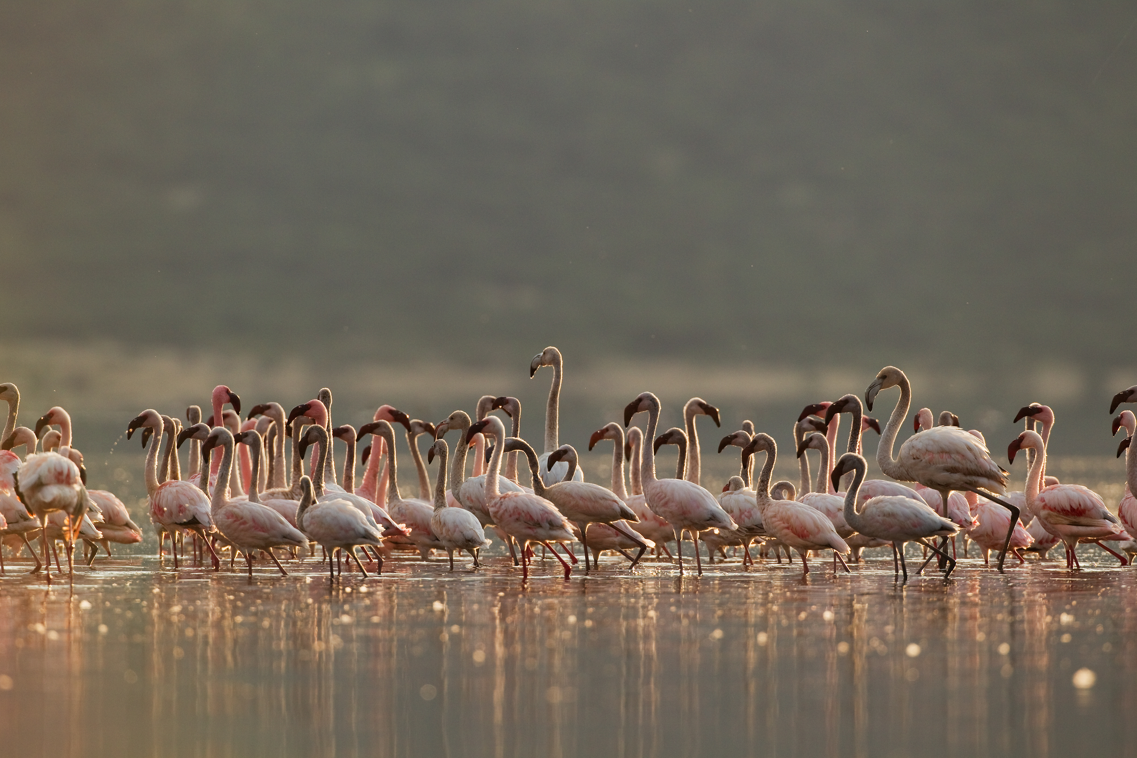 Lesser Flamingos - Lake Bogoria