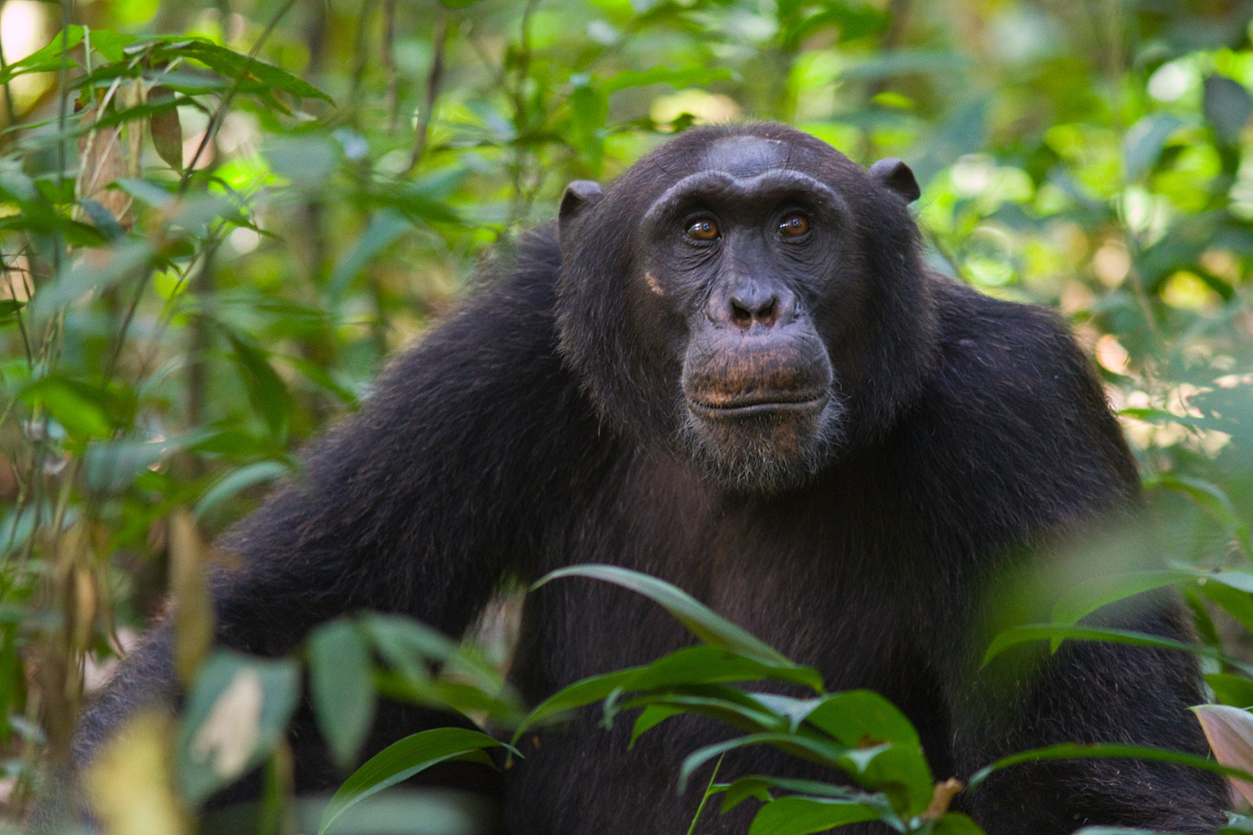 Male Chimpanzee - Uganda
