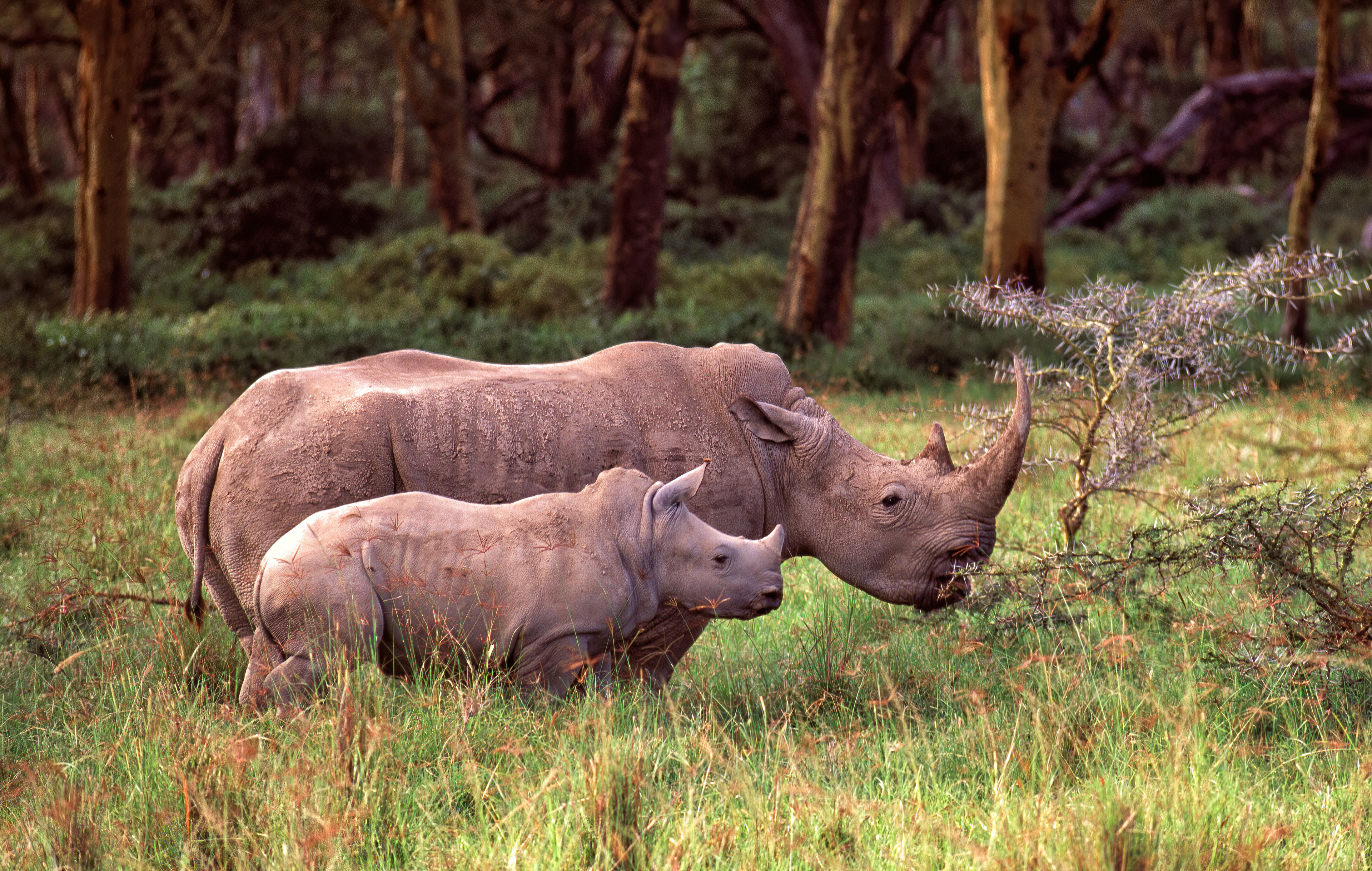 Black Rhino mother and calf - Nakuru