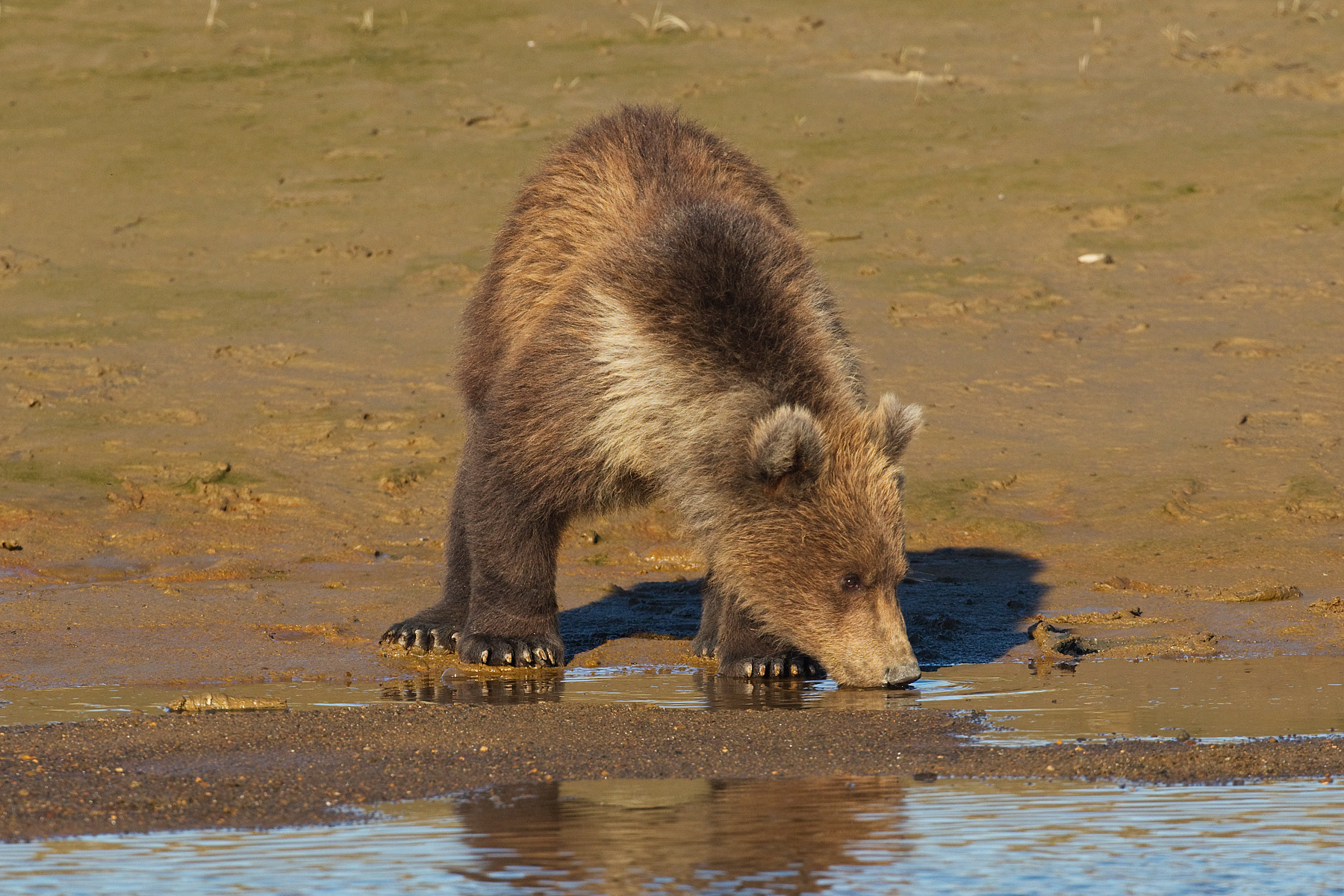 Young Grizzly drinking - Katmai Alaska