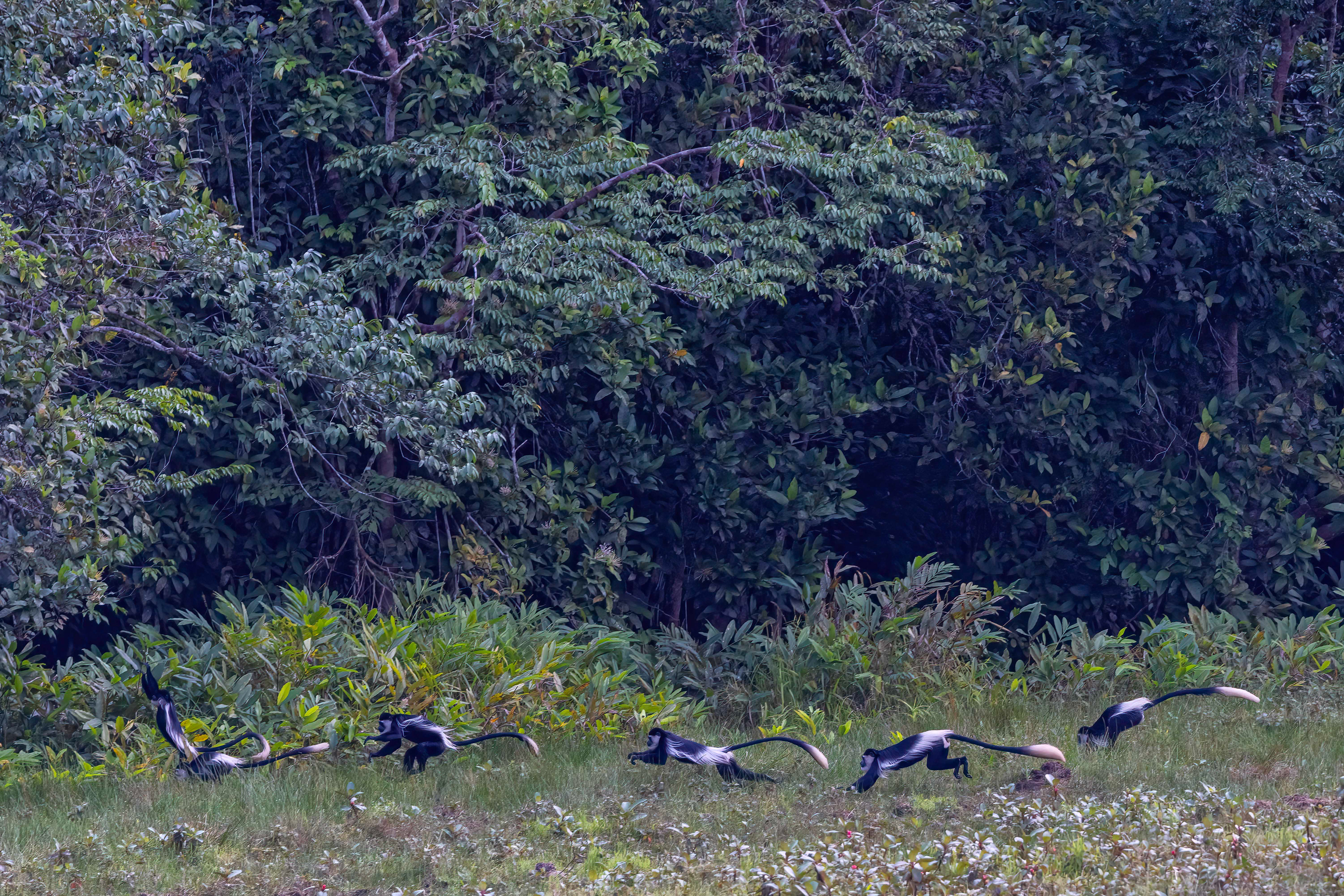 Black & White Colobus Monkeys fleeing the bai - Odzala, Republic of Congo-RM