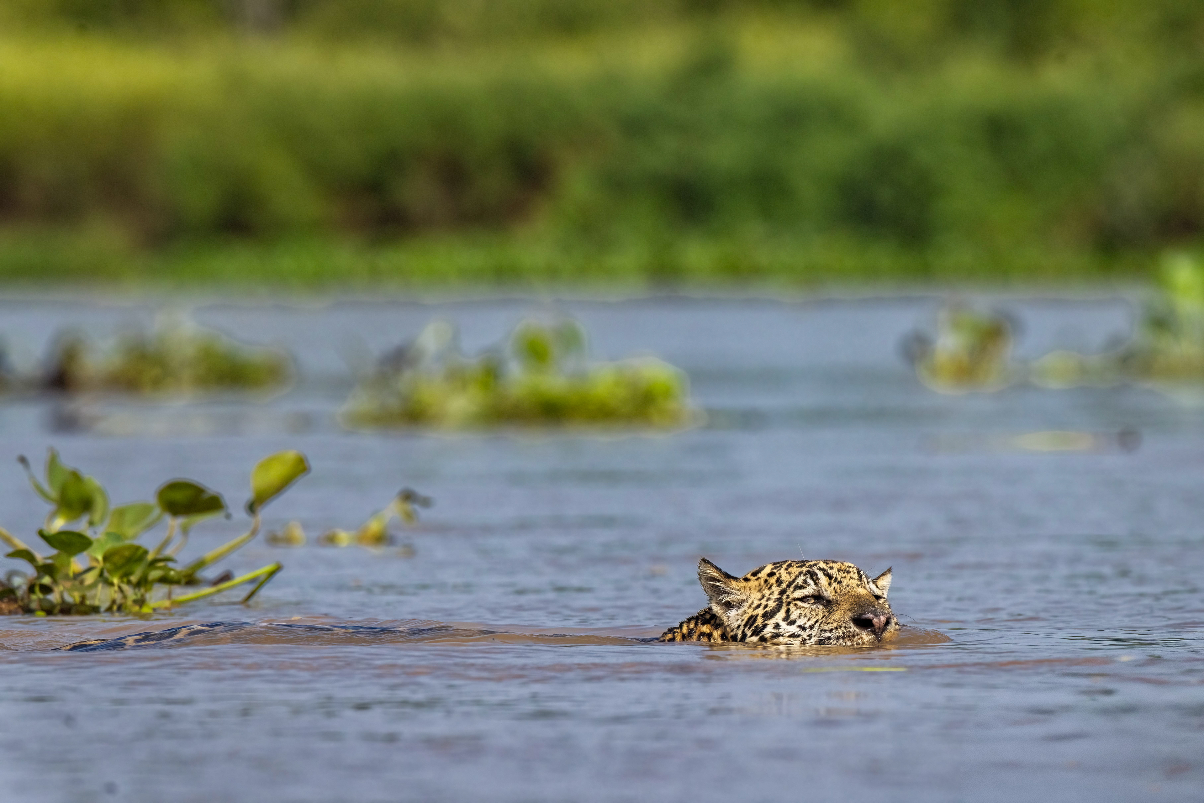 Male jaguar swimming across a river