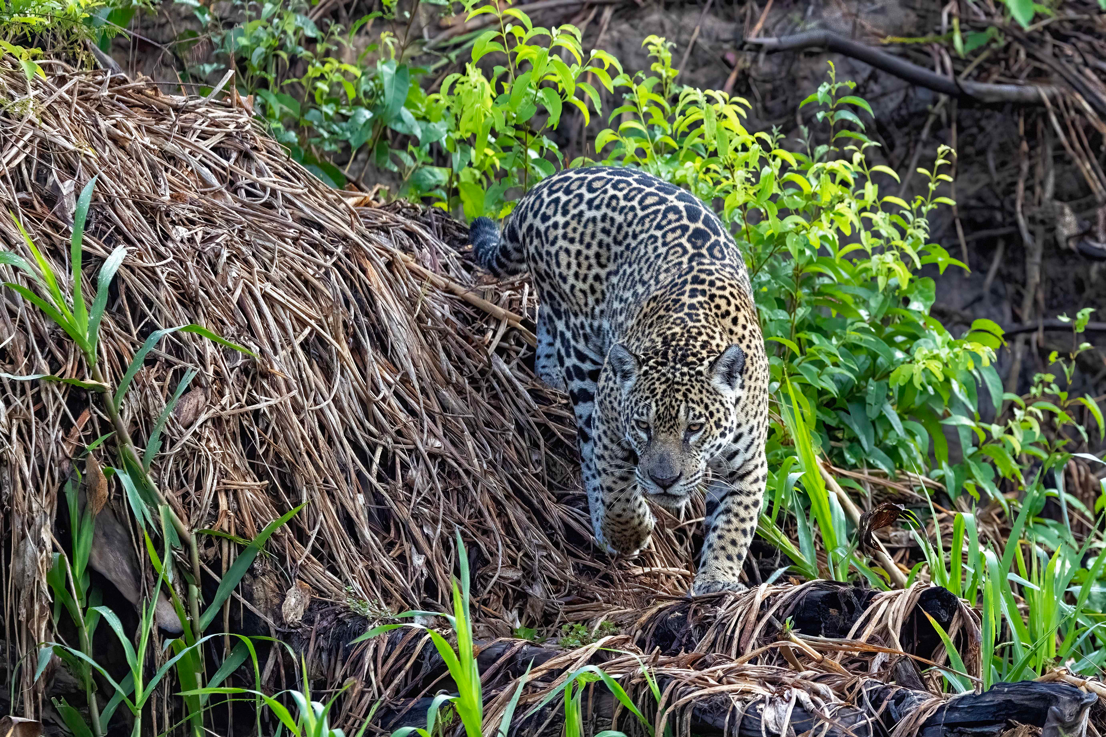 female Jaguar
