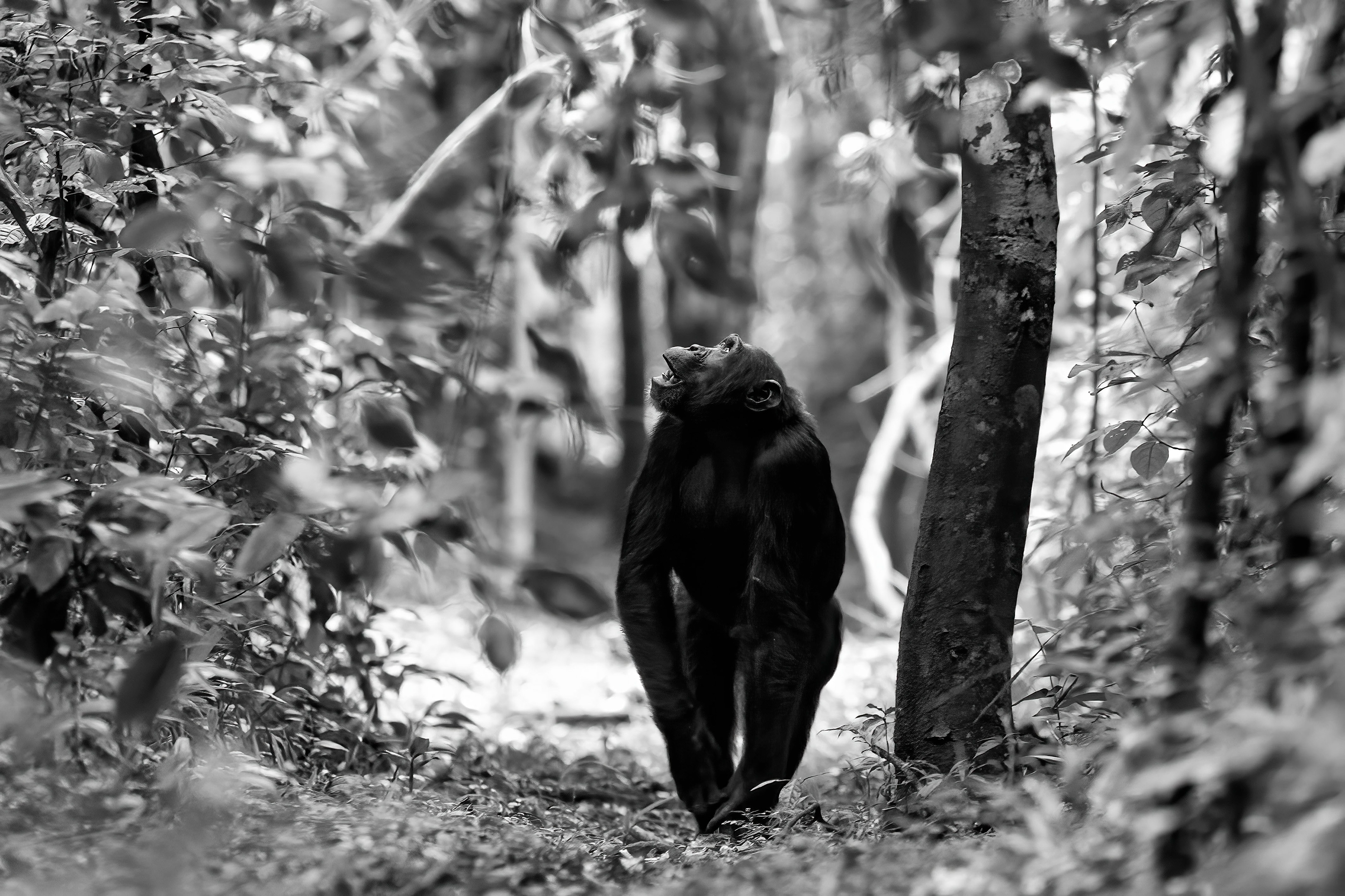 Chimpanzee on the move - Uganda