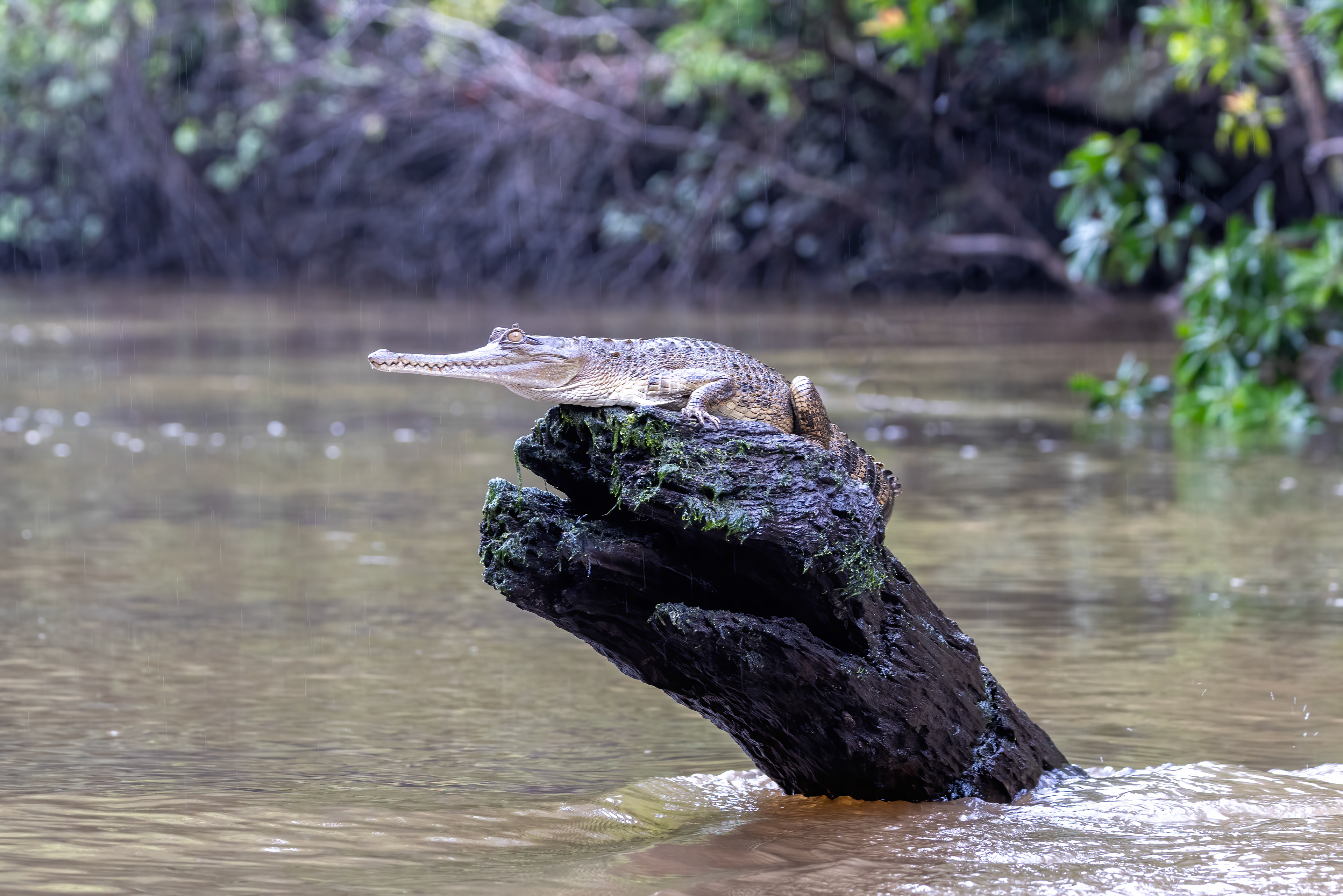 Slender-nosed Crocodile - Odzala, Republic of Congo - RM