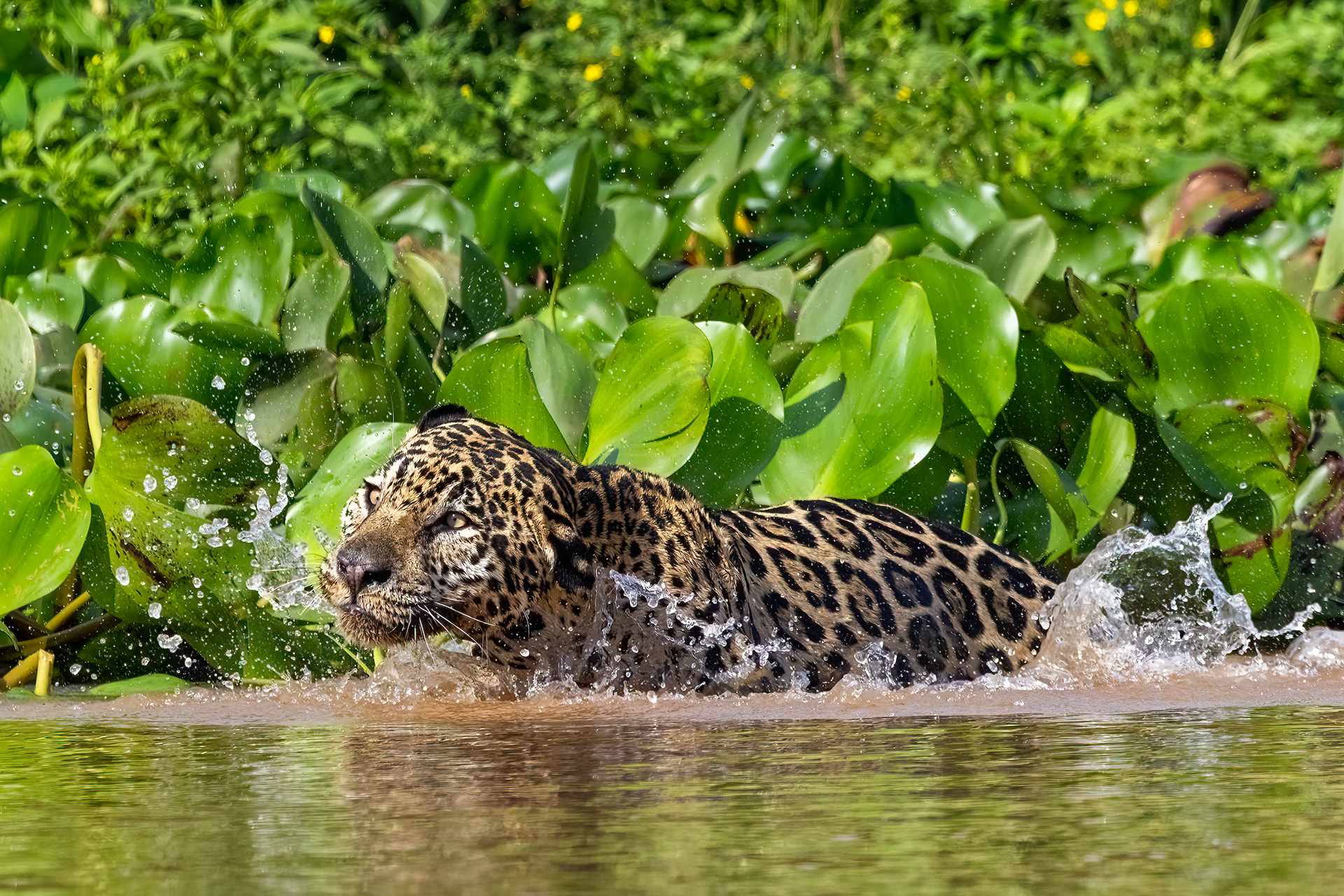 Male Jaguar shaking off after swimming